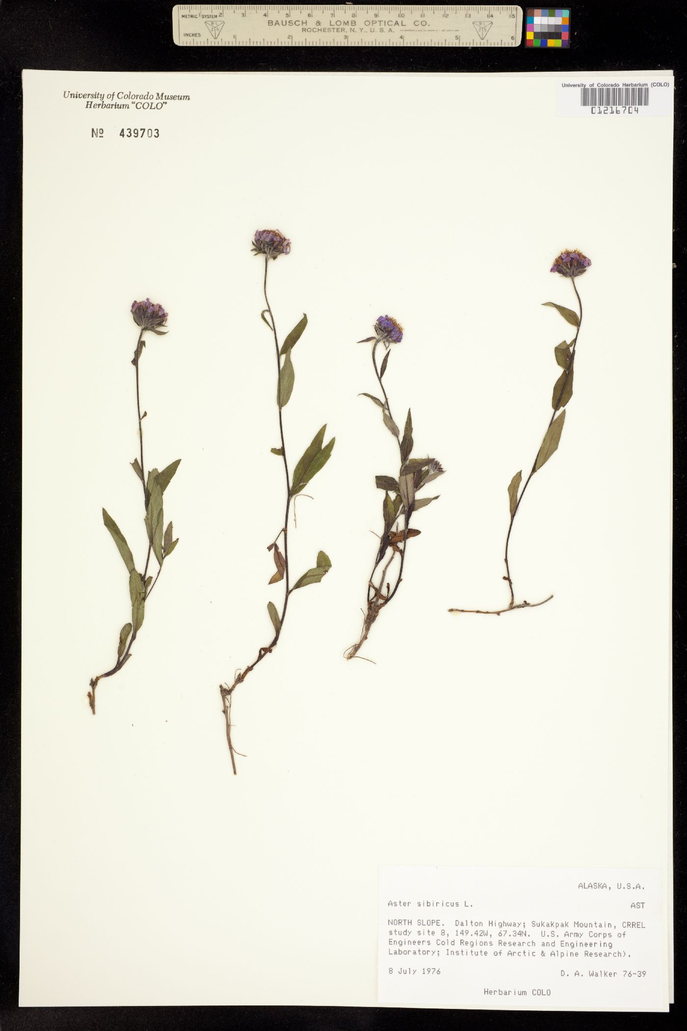 Aster sibiricus image