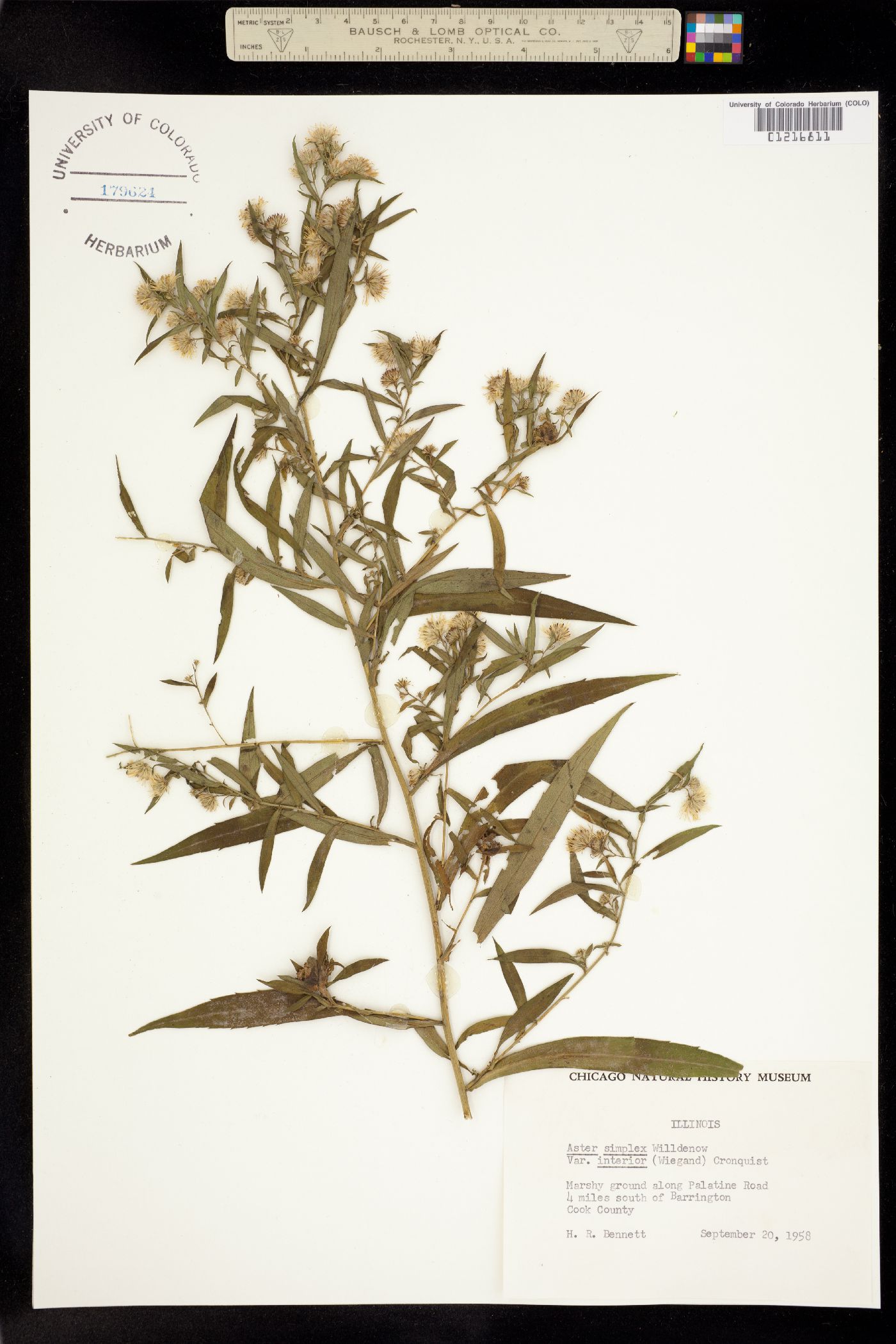 Aster simplex image