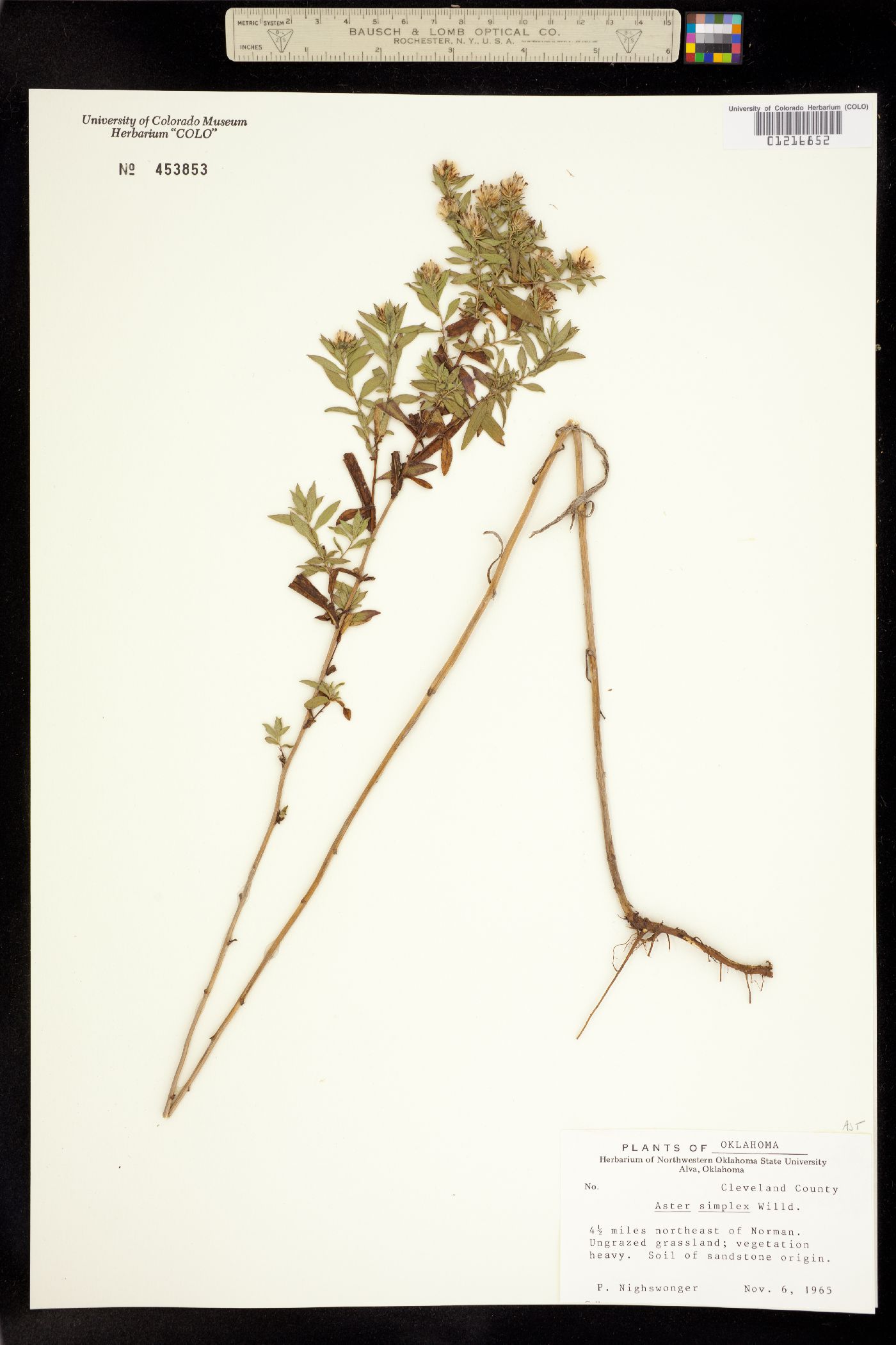 Aster simplex image
