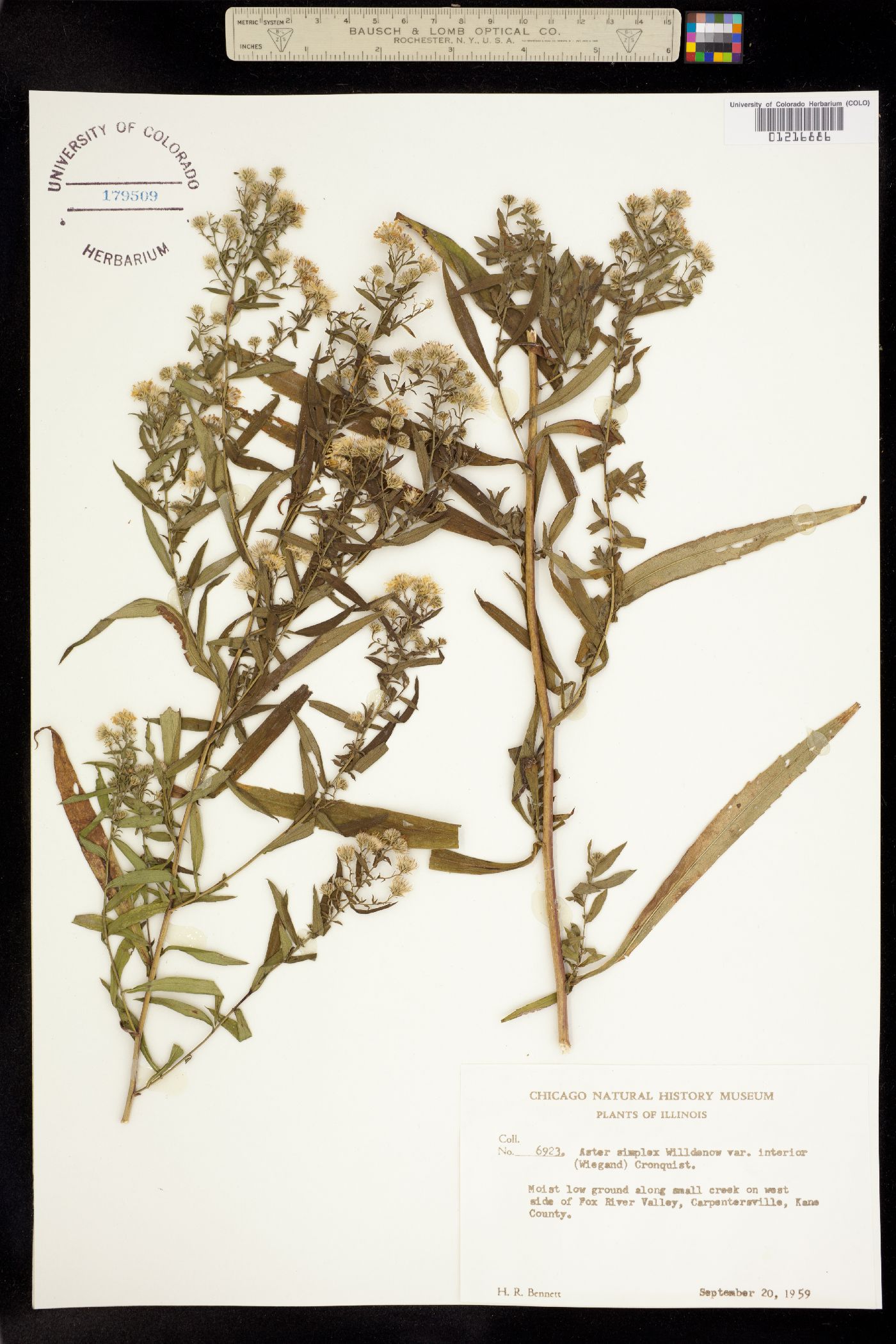 Aster simplex image