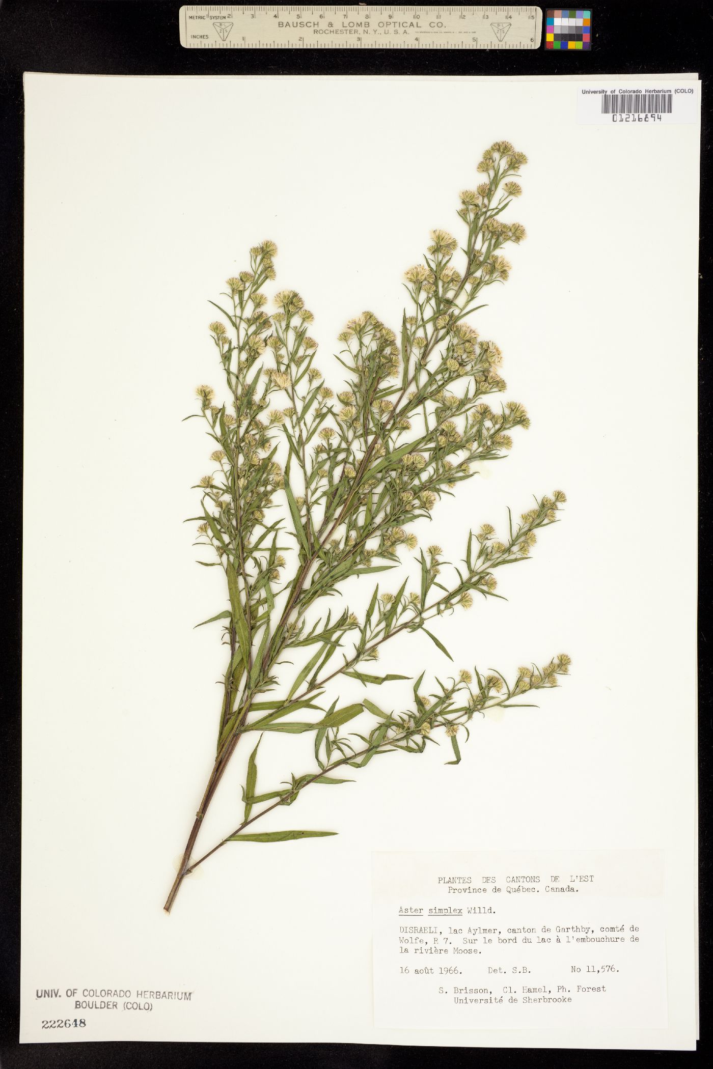 Aster simplex image