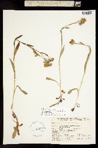 Aster spathulatus image