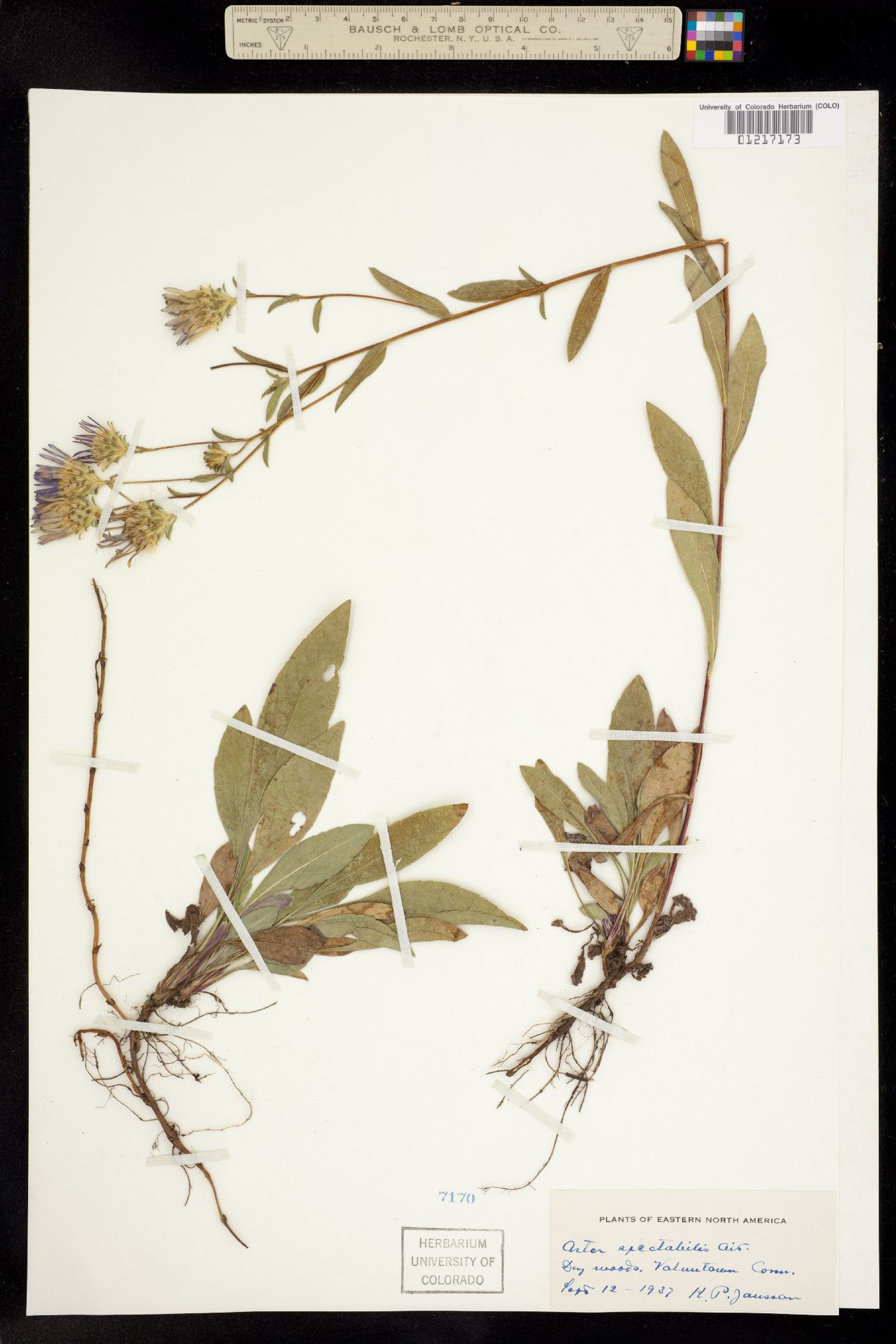 Aster spectabilis image