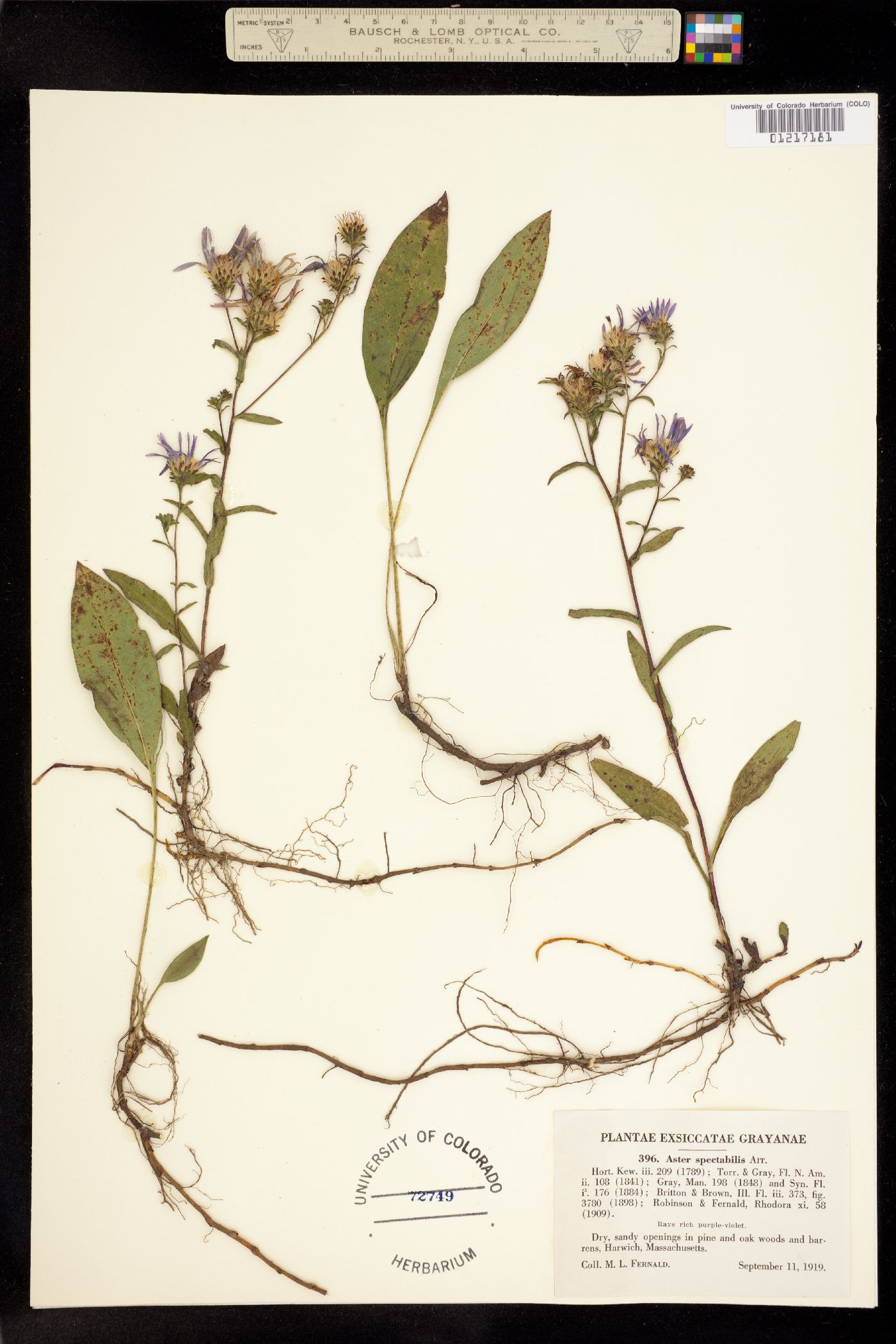 Aster spectabilis image