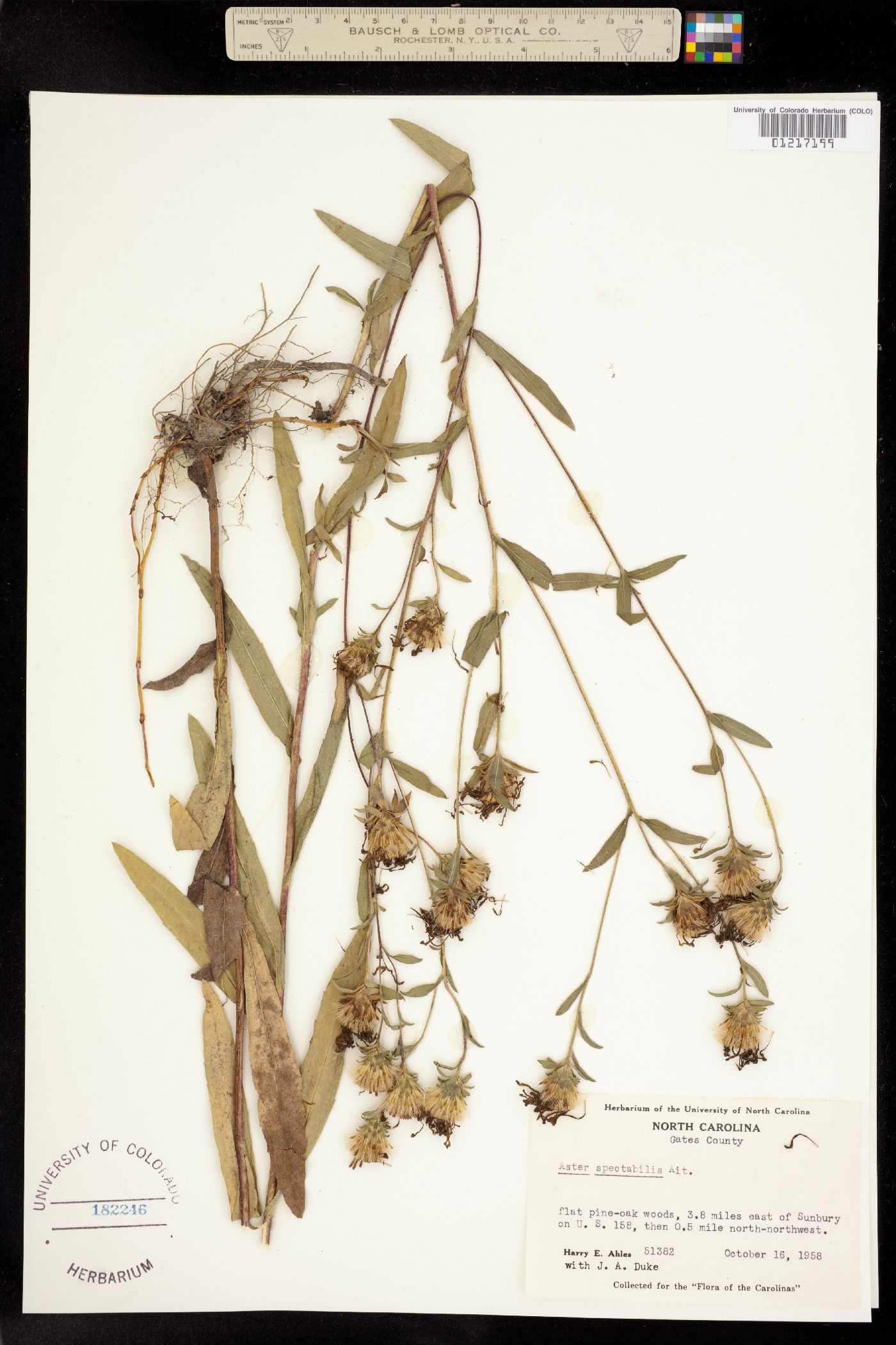 Aster spectabilis image