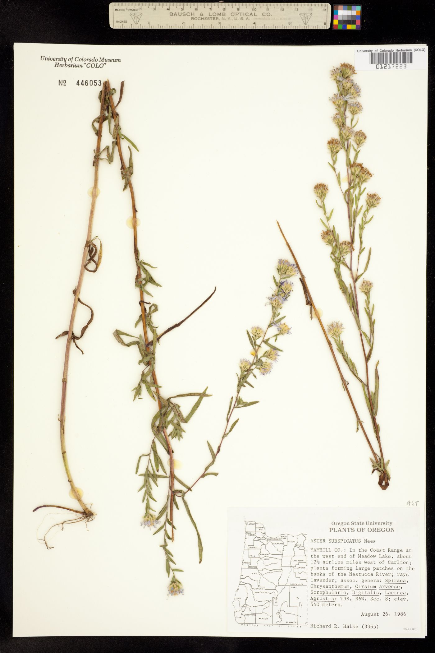 Symphyotrichum subspicatum image