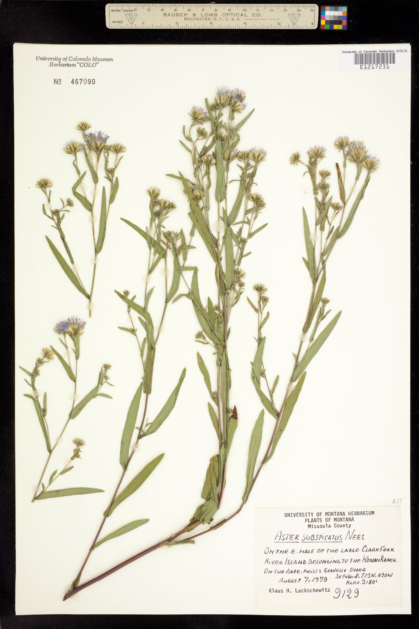 Symphyotrichum subspicatum image