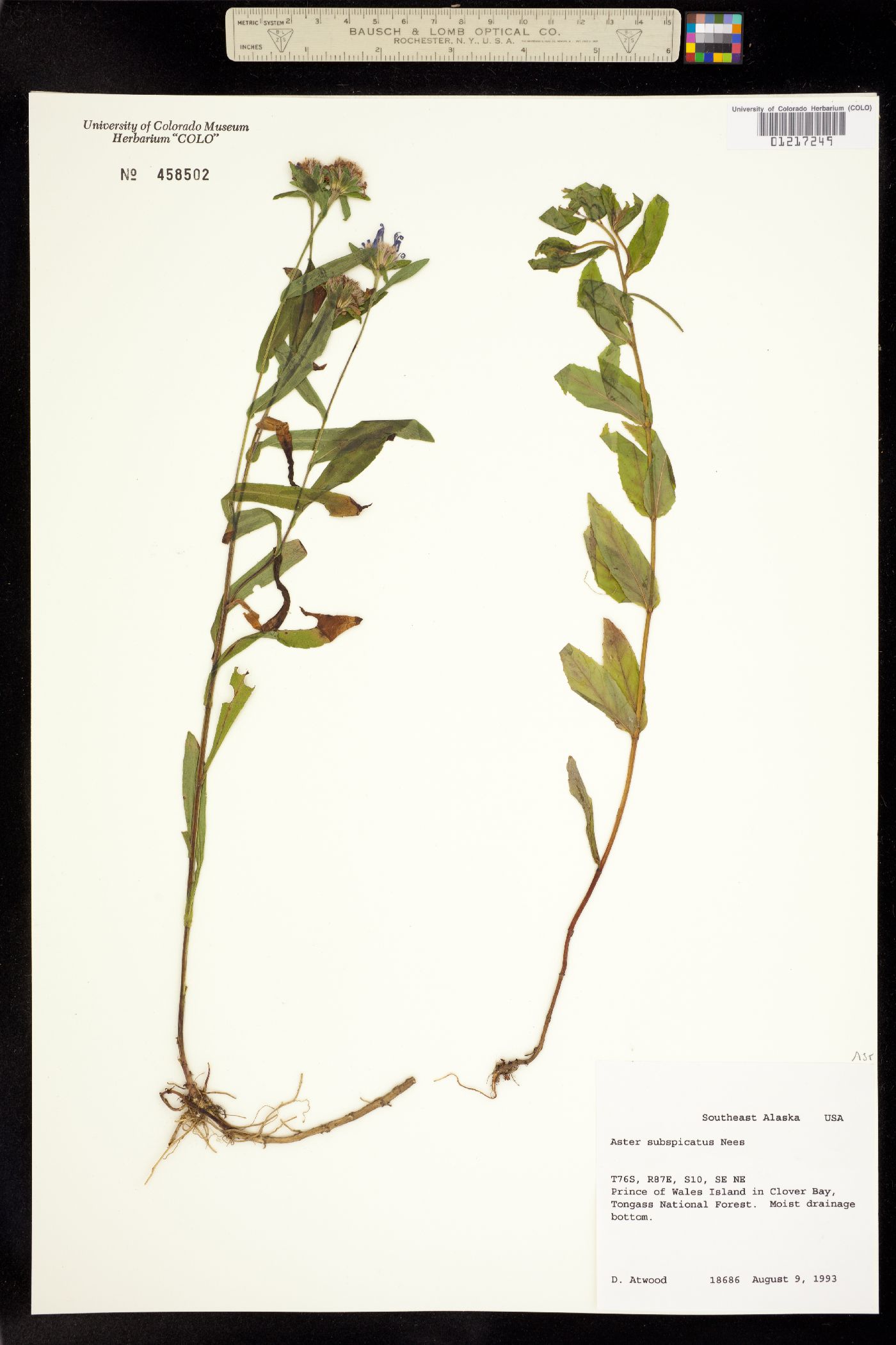 Symphyotrichum subspicatum image