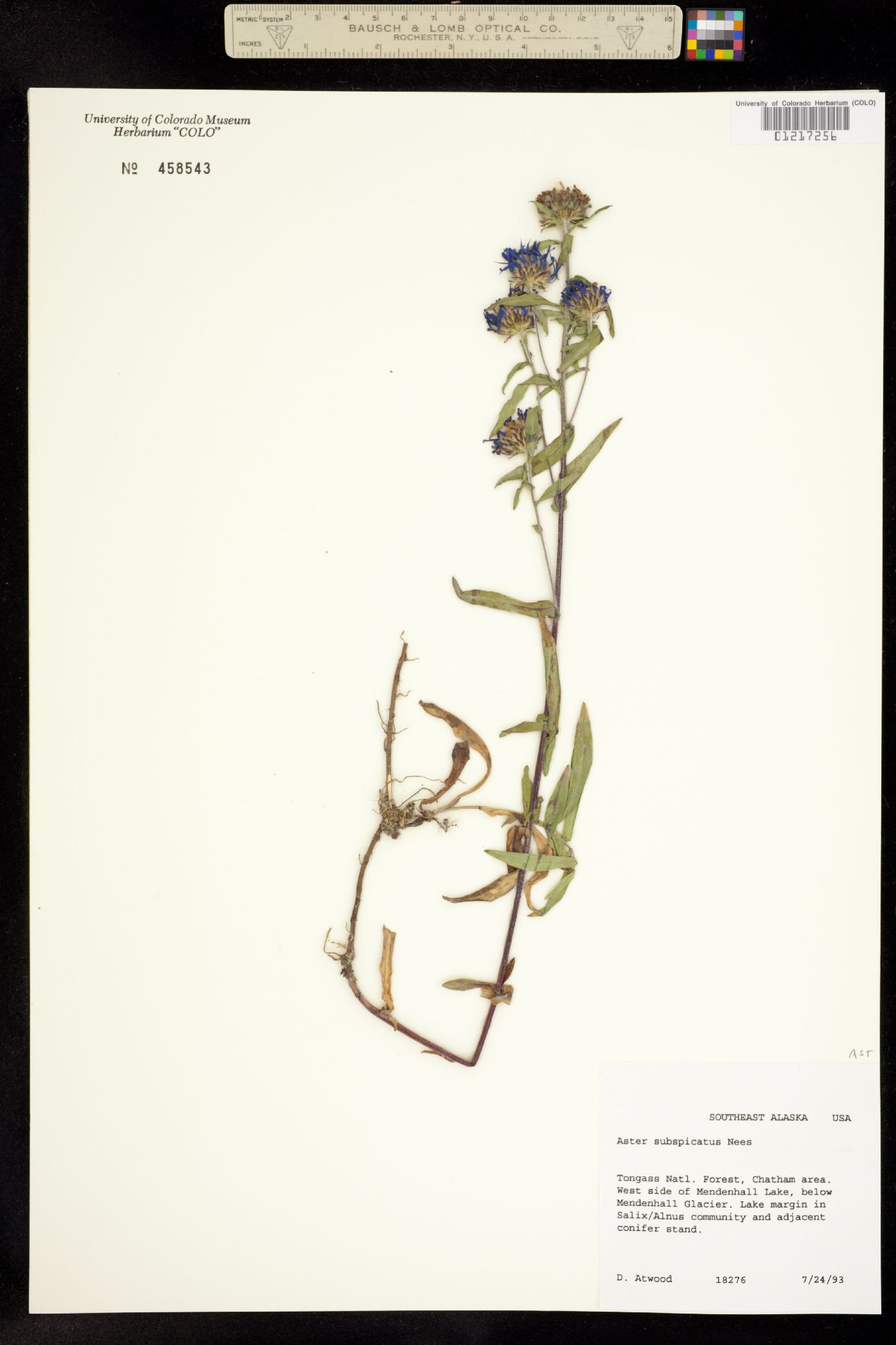 Symphyotrichum subspicatum image