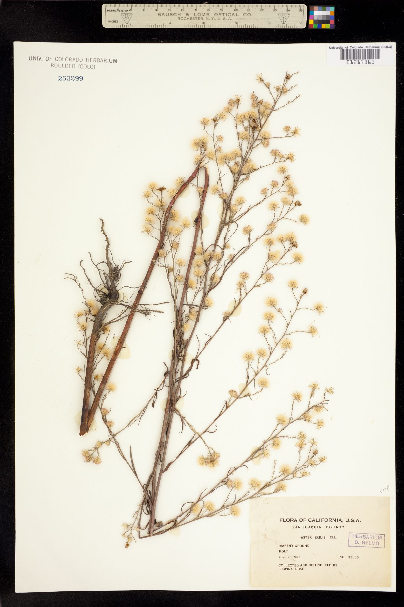 Symphyotrichum subulatum image