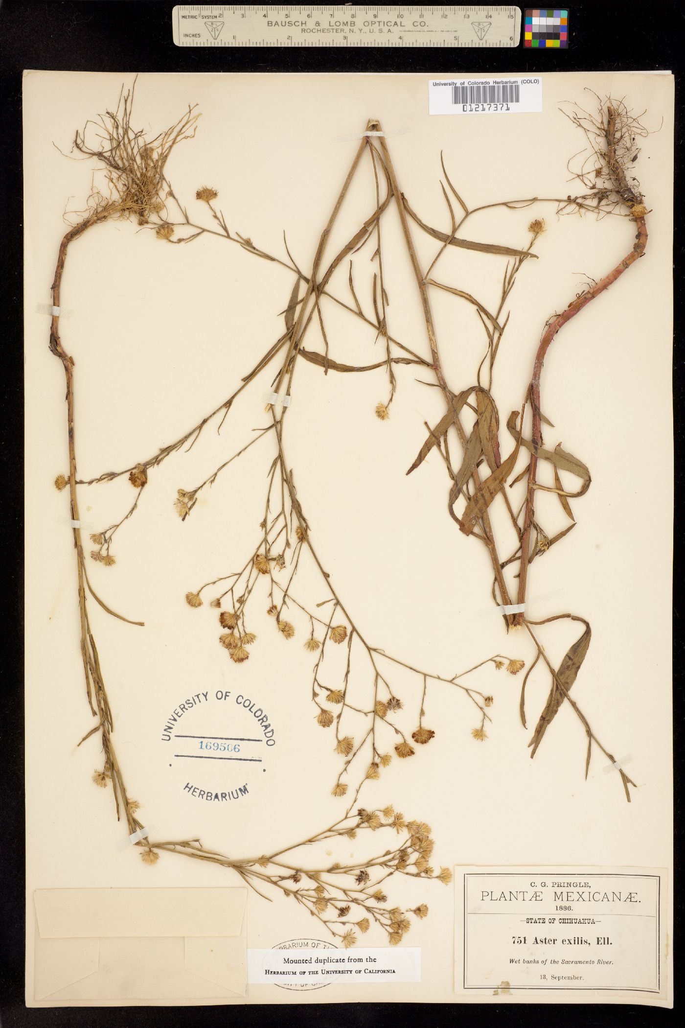 Symphyotrichum subulatum image