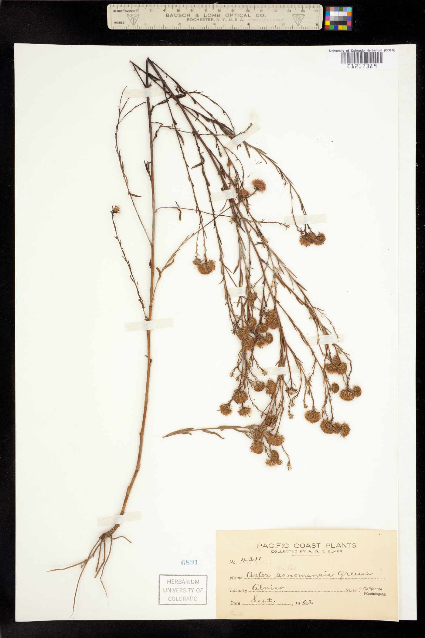 Symphyotrichum subulatum image