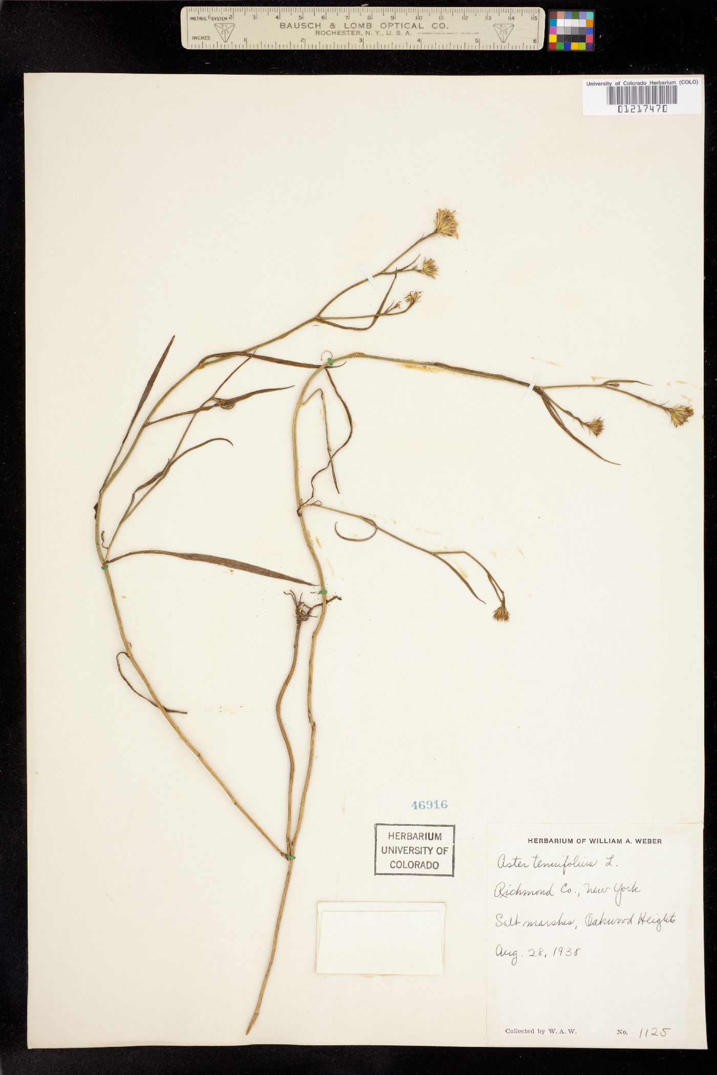 Symphyotrichum tenuifolium image