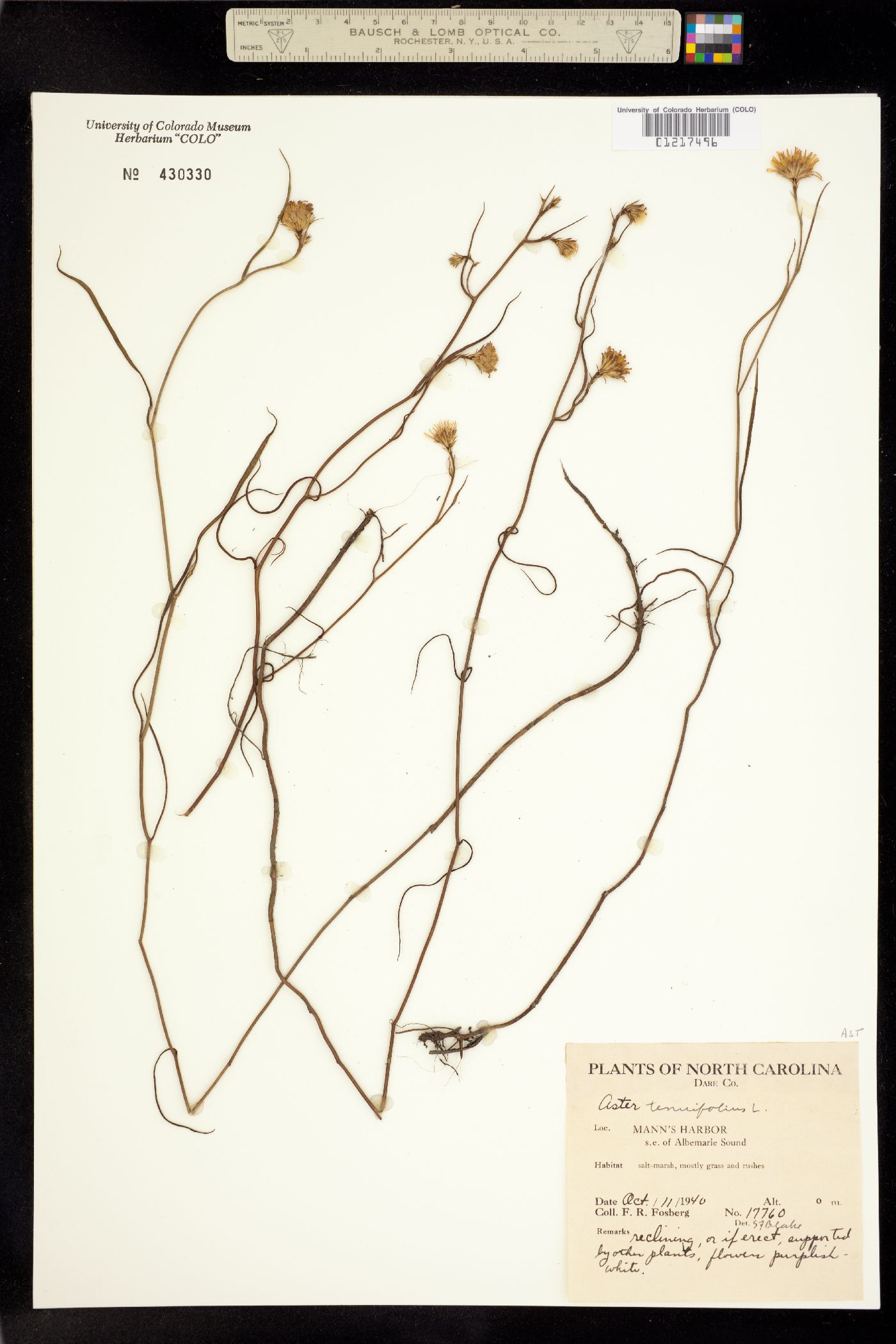 Symphyotrichum tenuifolium image