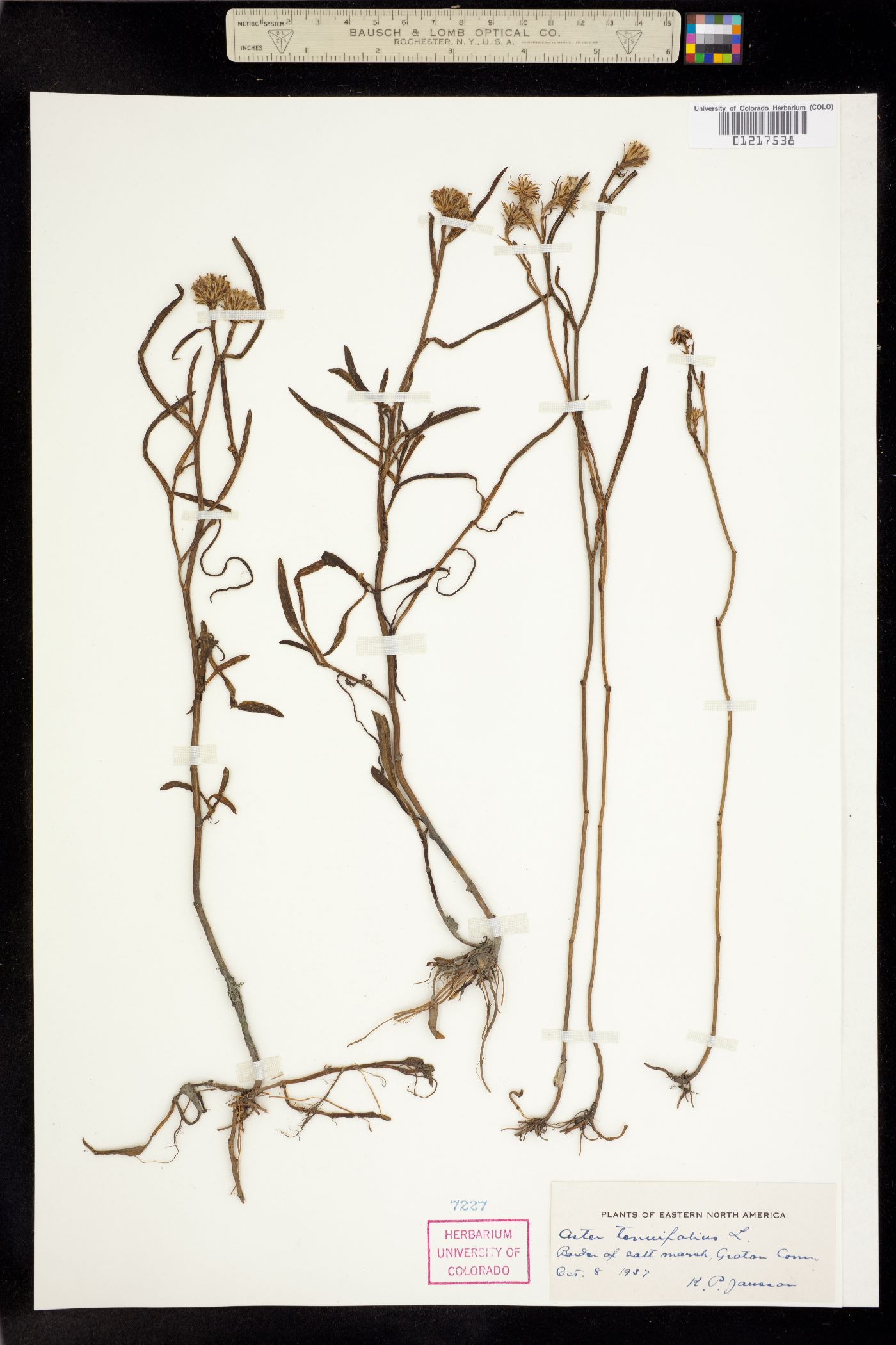 Symphyotrichum tenuifolium image