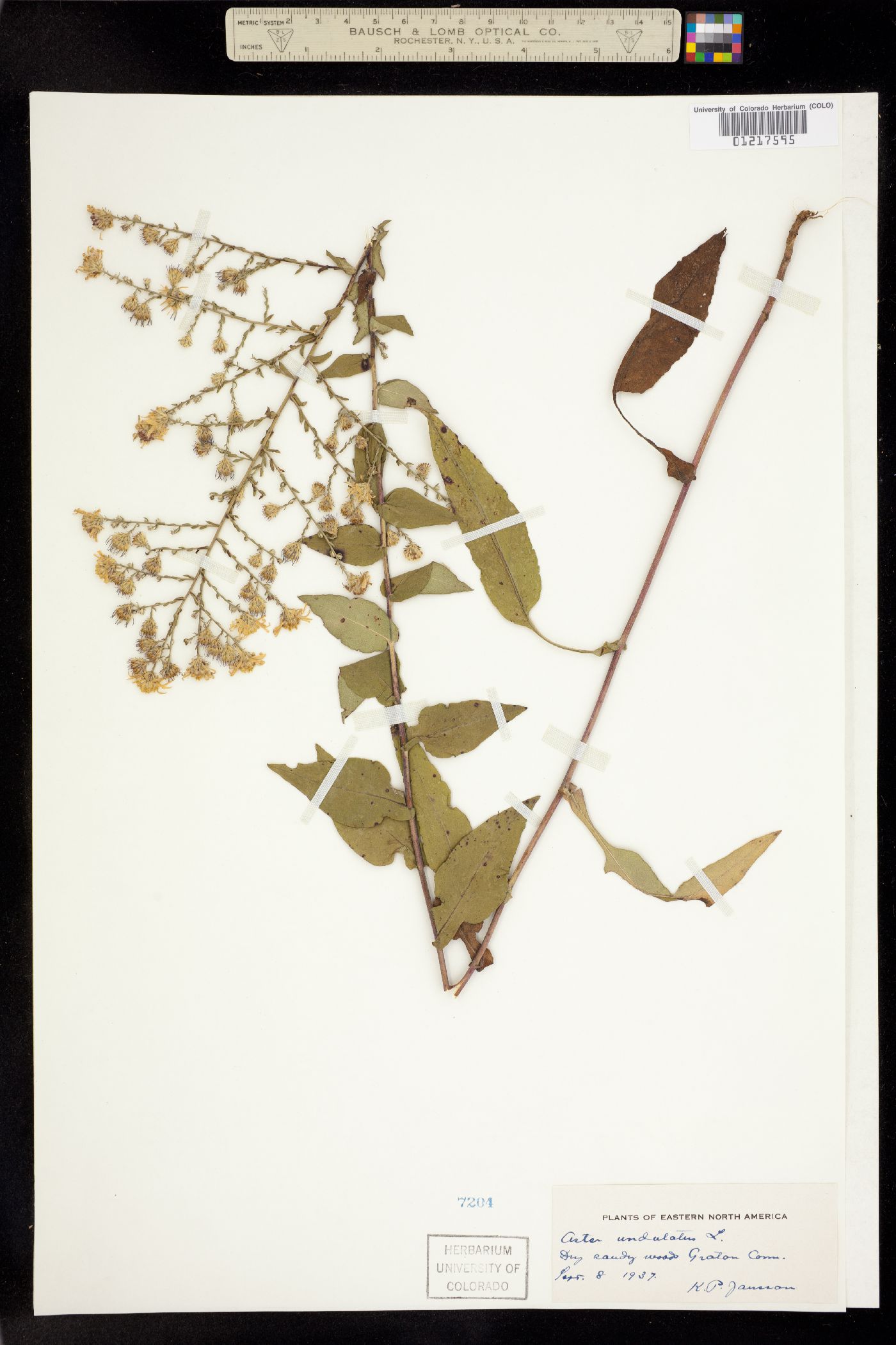 Symphyotrichum undulatum image