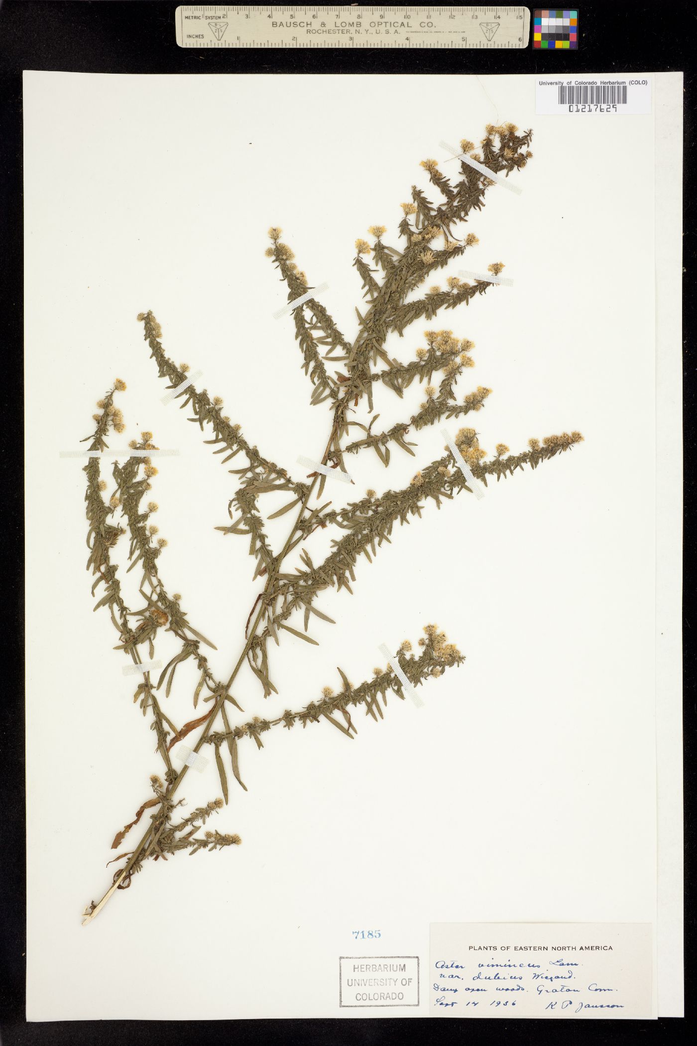 Aster vimineus image