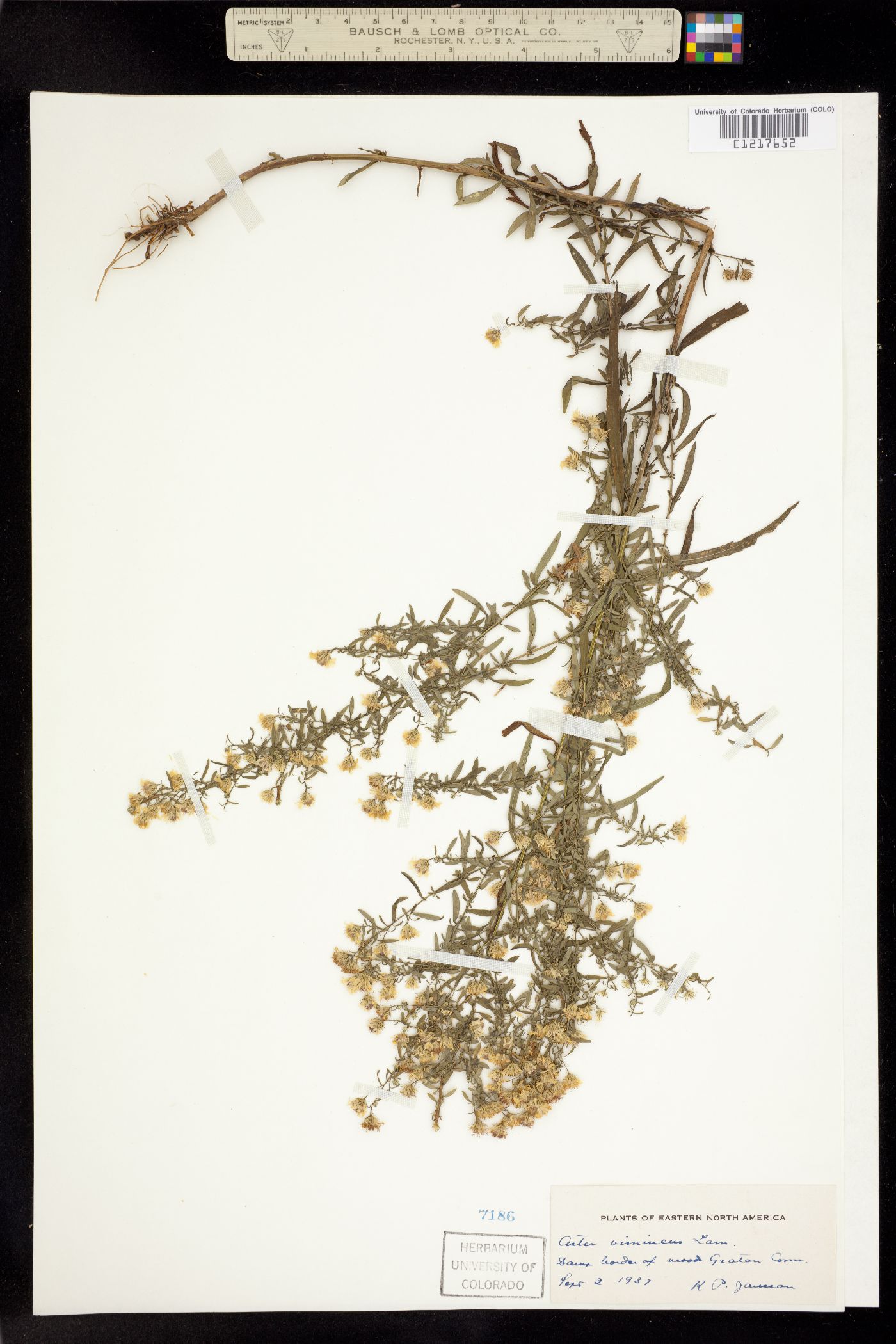 Aster vimineus image