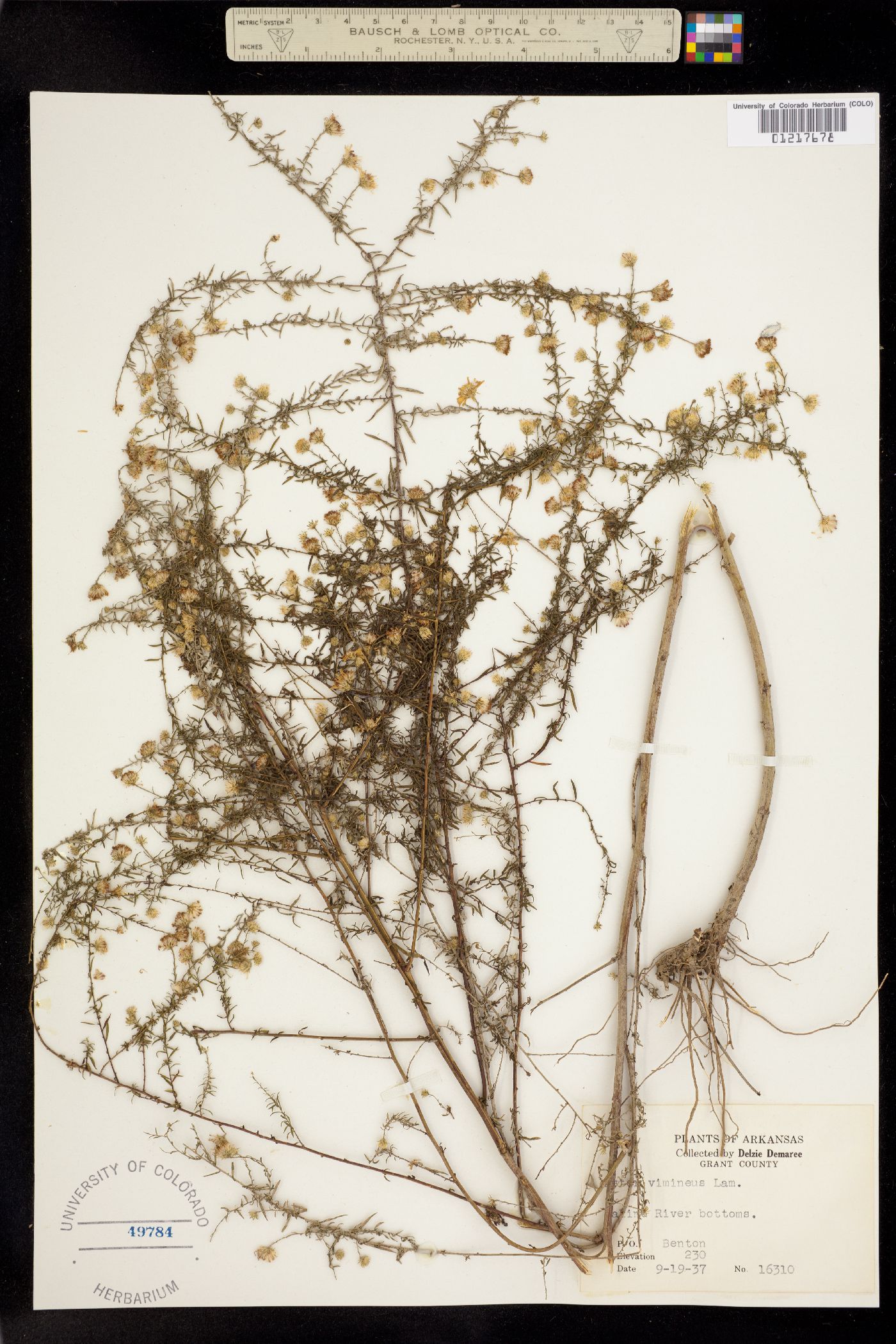 Aster vimineus image