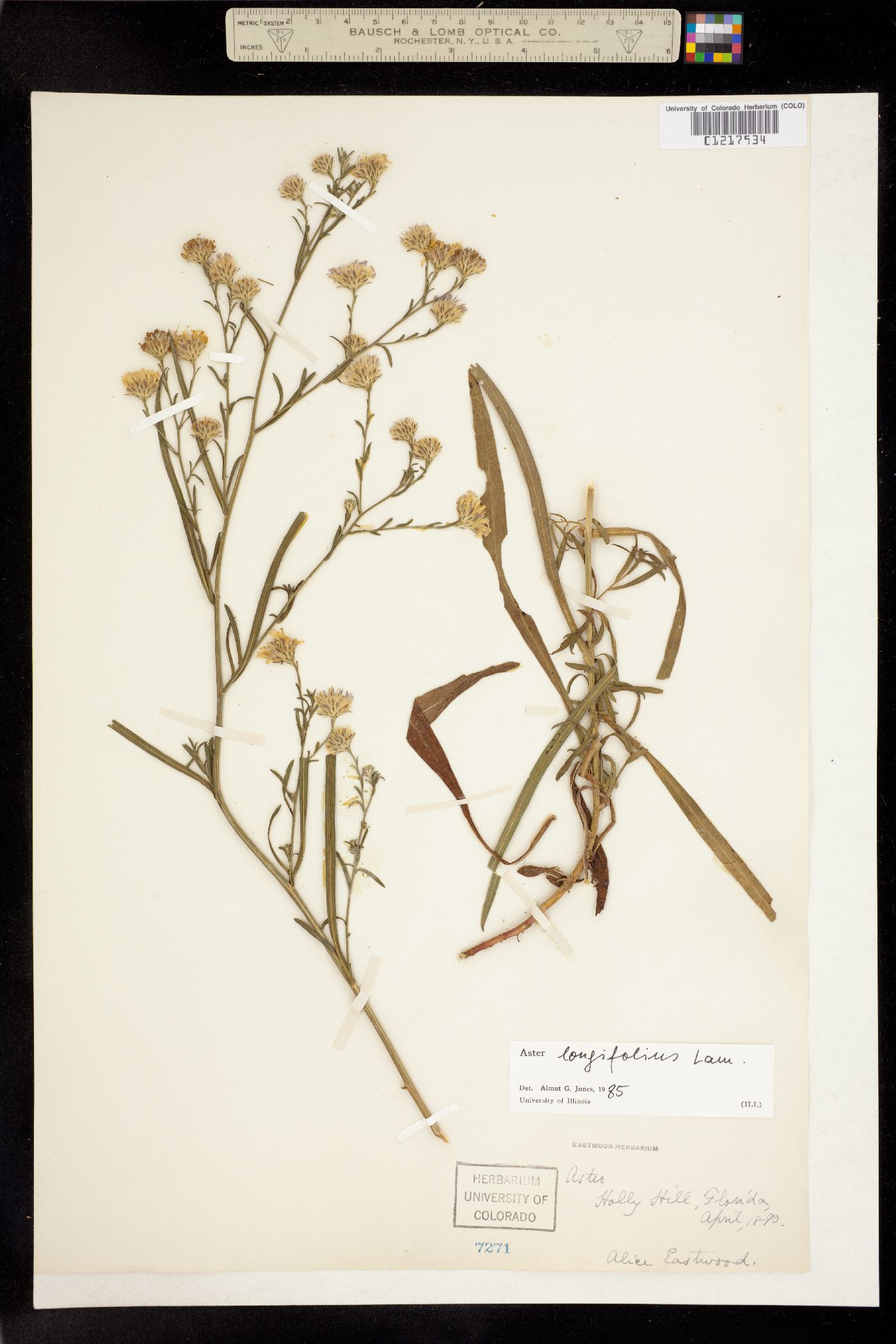 Aster longifolius image