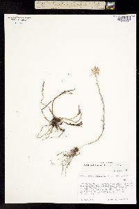 Aster lepidopodus image