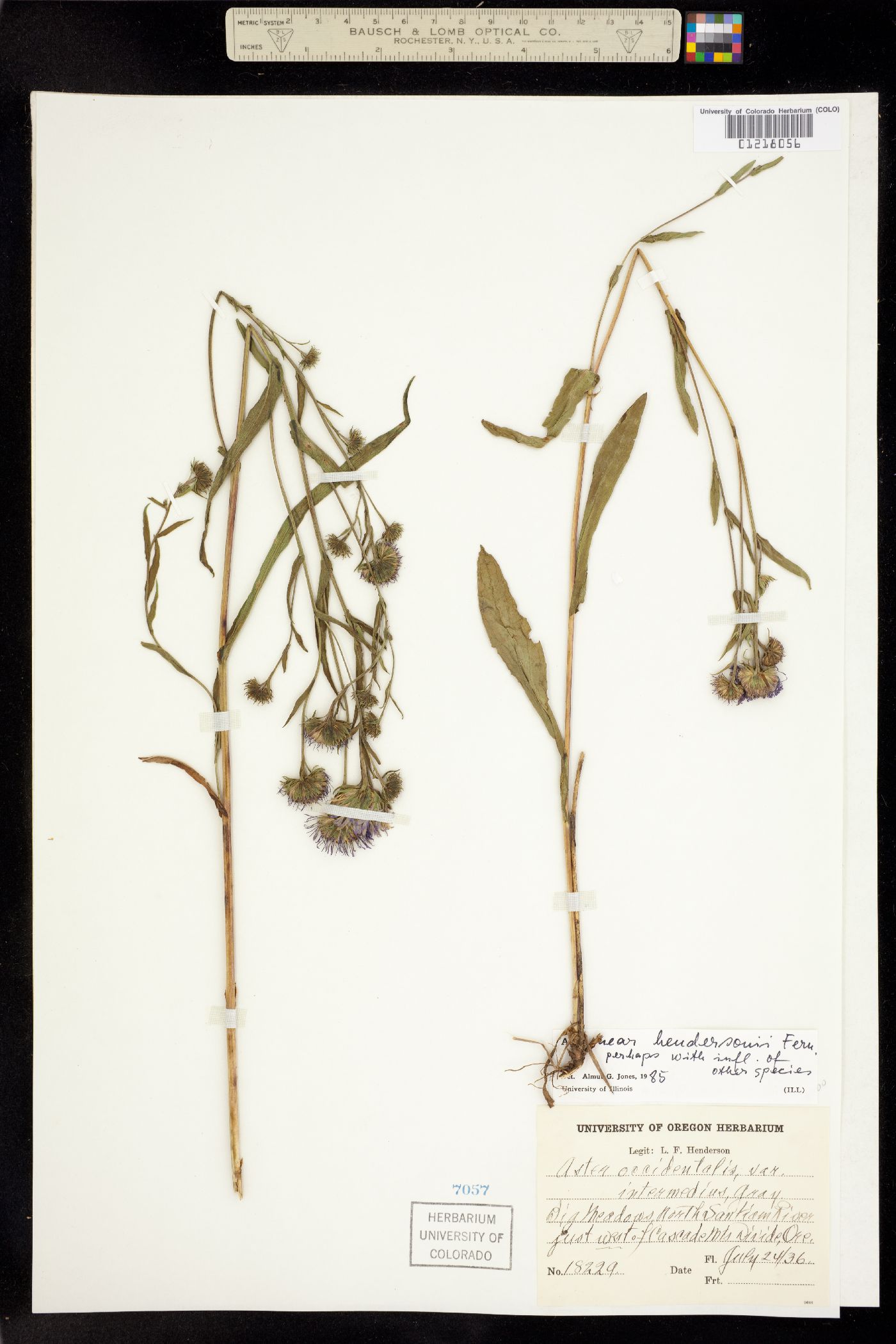 Symphyotrichum hendersonii image