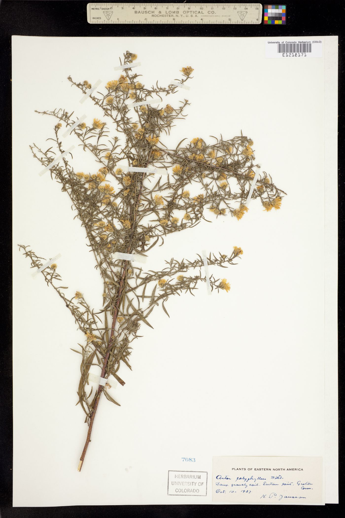 Aster polyphyllus image