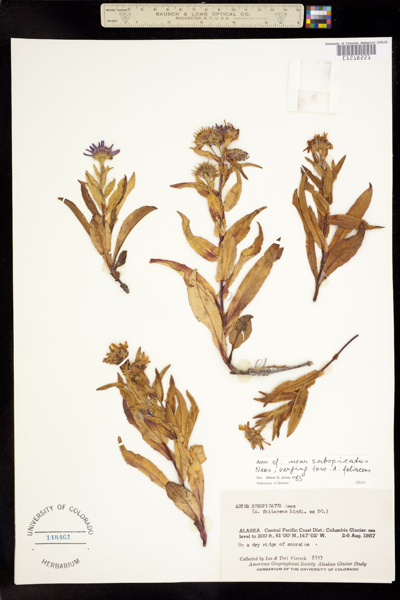 Symphyotrichum subspicatum image