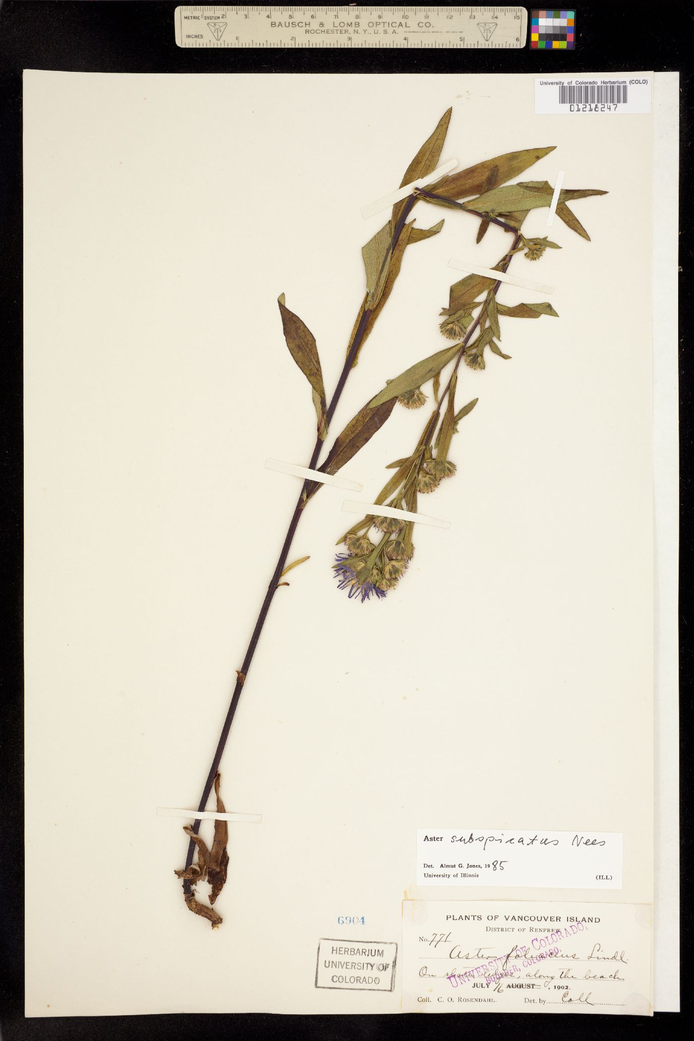 Symphyotrichum subspicatum image