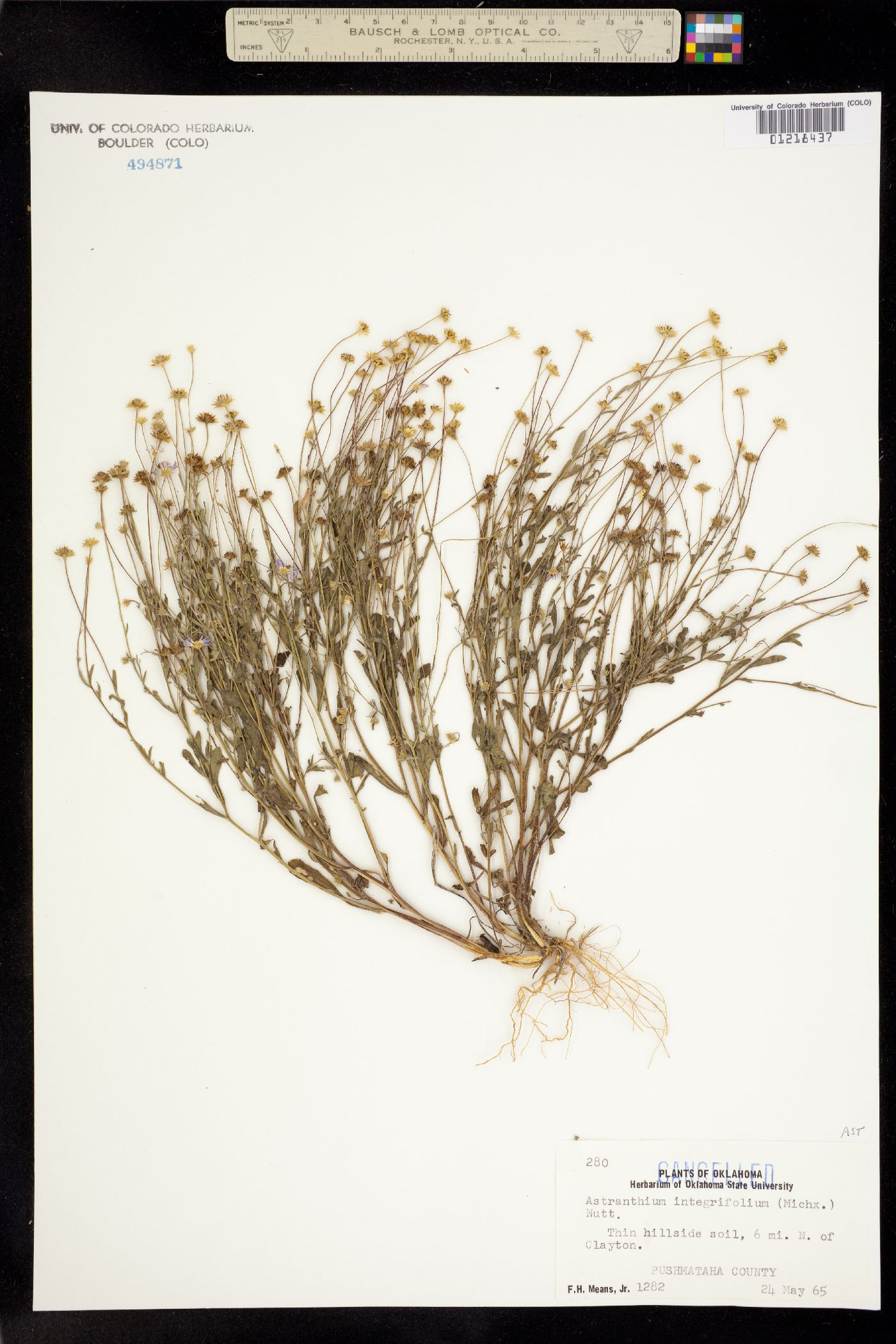 Astranthium integrifolium image