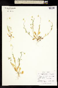 Image of Astranthium integrifolium