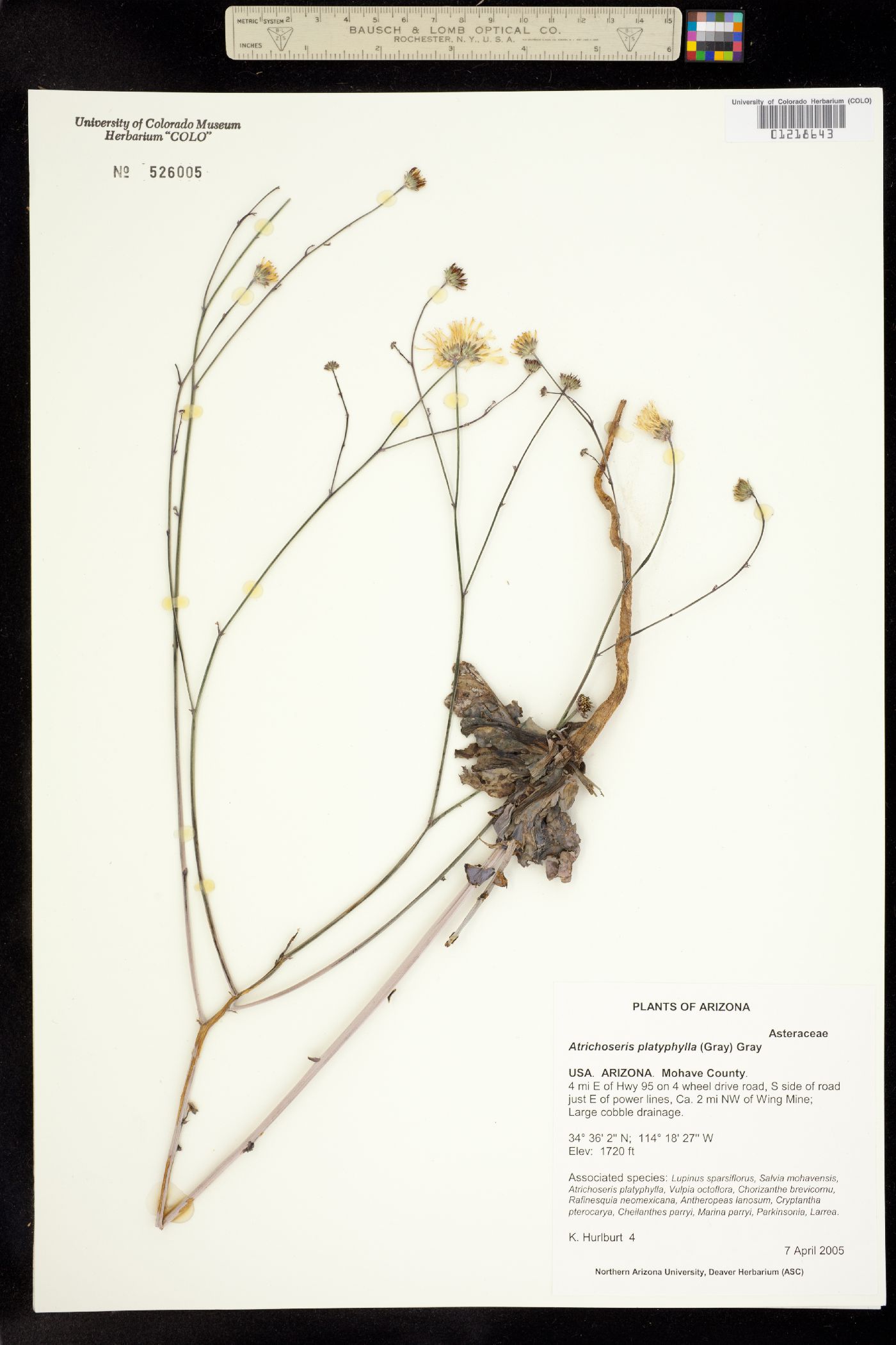 Atrichoseris image
