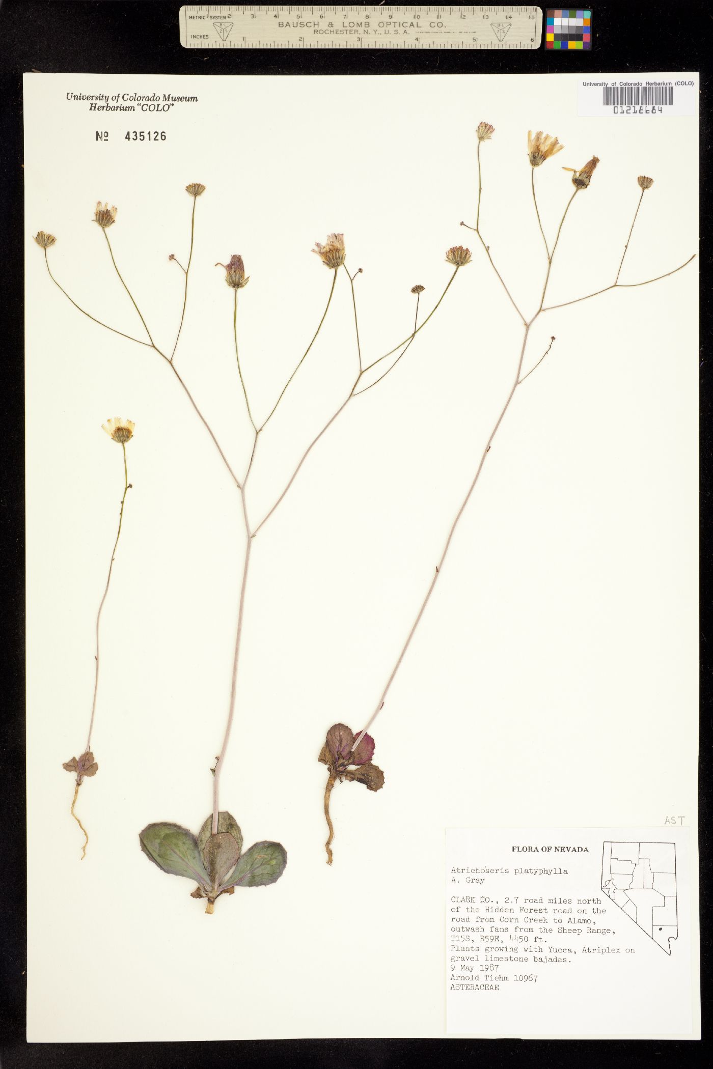Atrichoseris platyphylla image