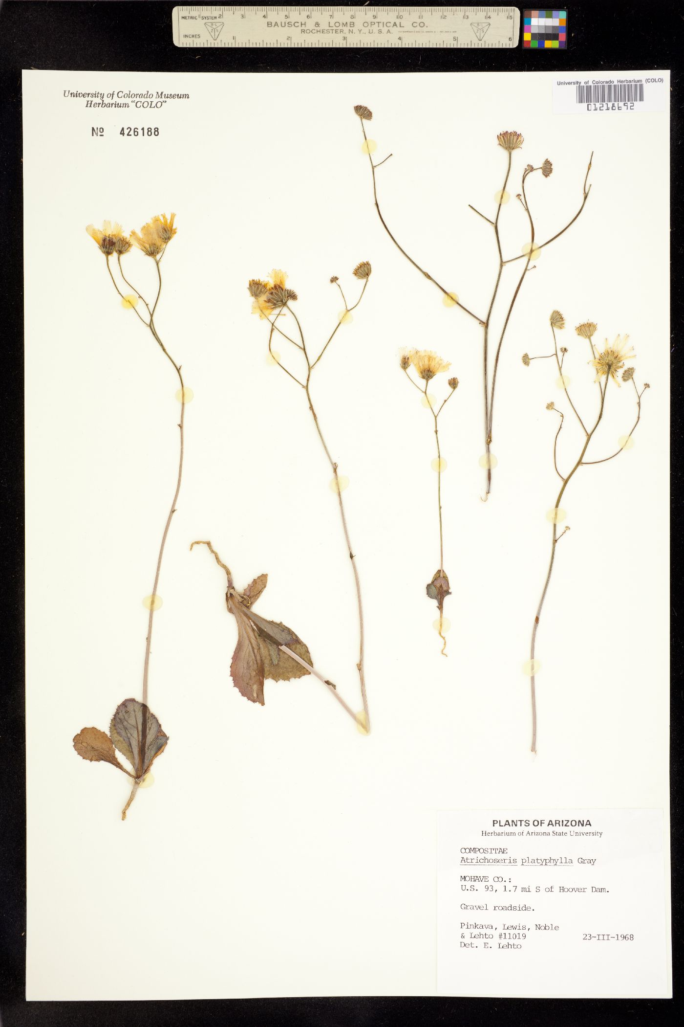 Atrichoseris platyphylla image