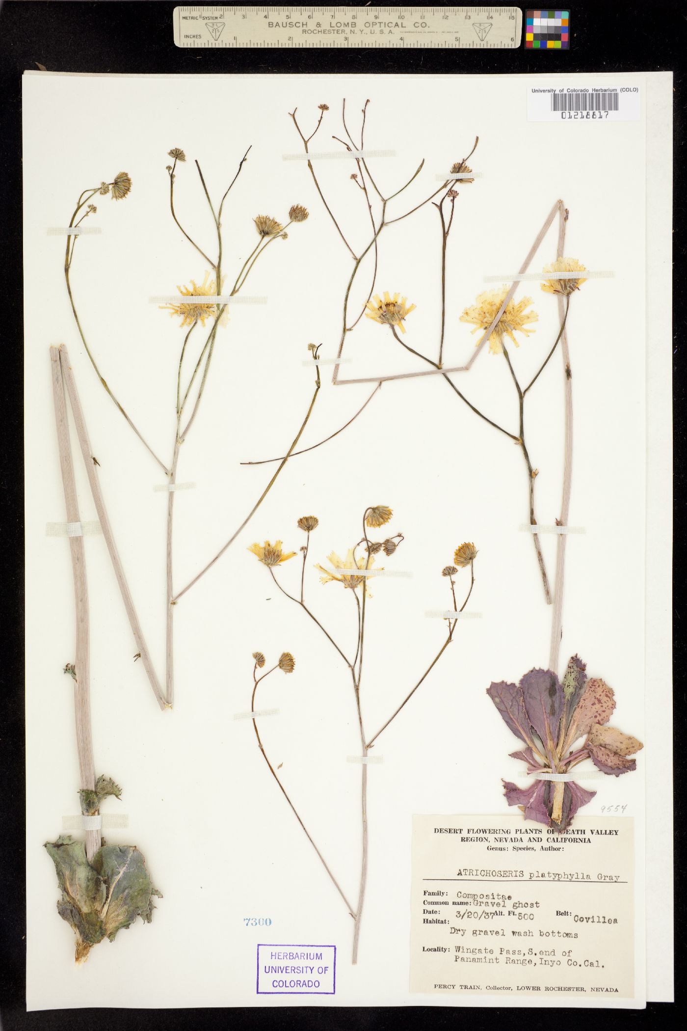 Atrichoseris platyphylla image