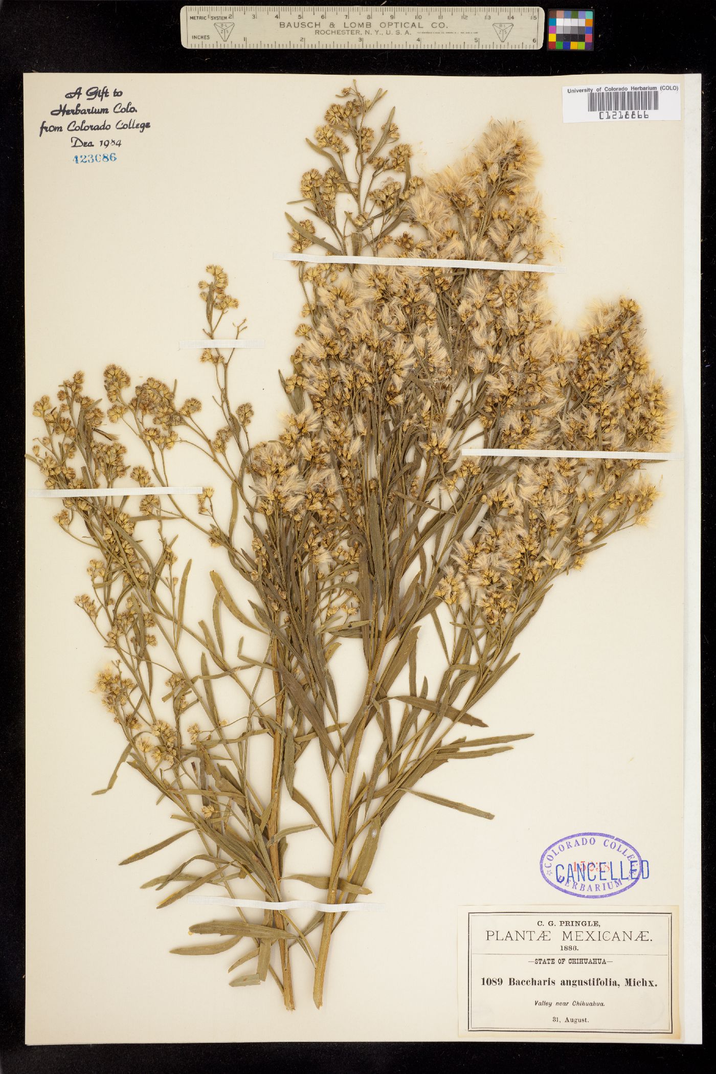 Baccharis angustifolia image