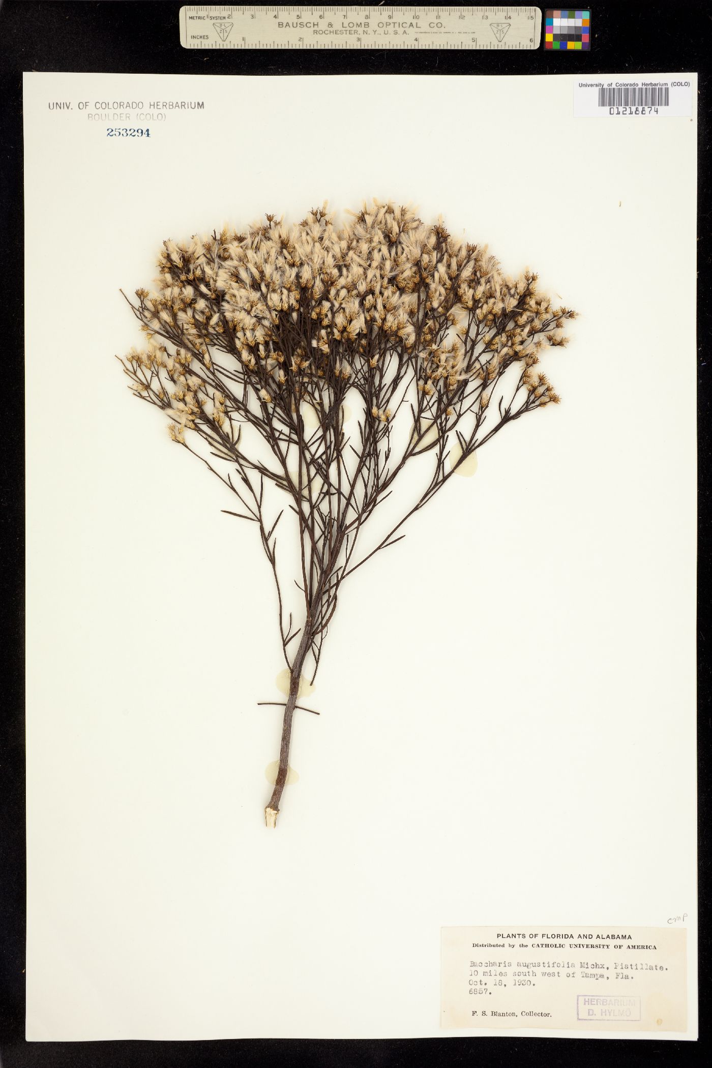 Baccharis angustifolia image