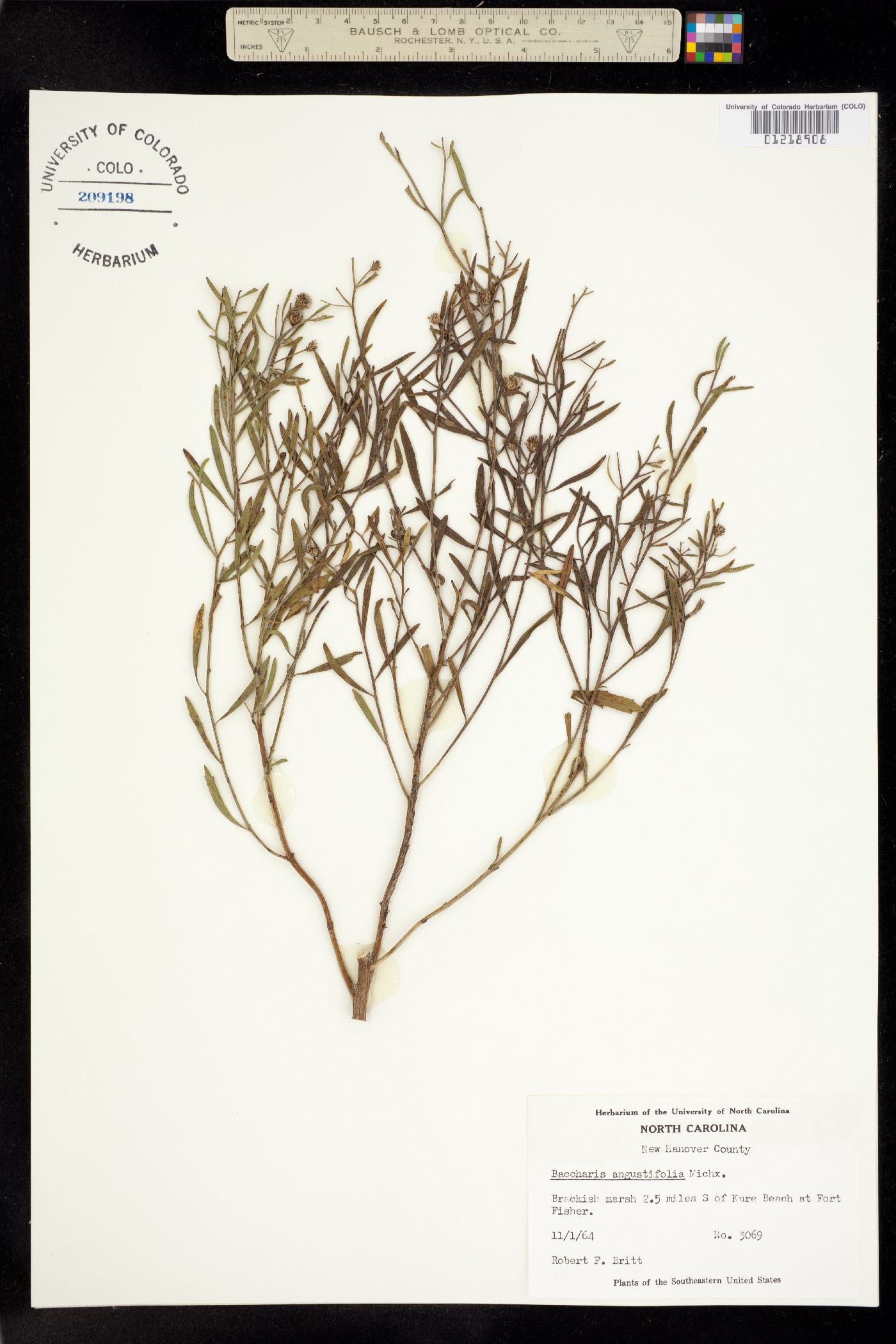 Baccharis angustifolia image