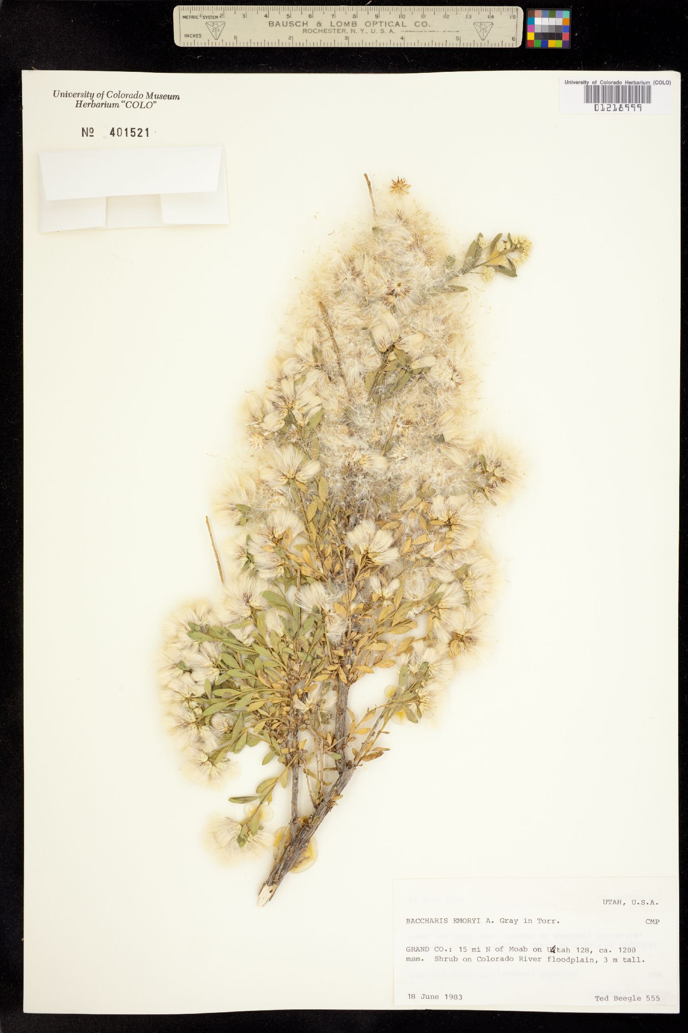 Baccharis salicina image