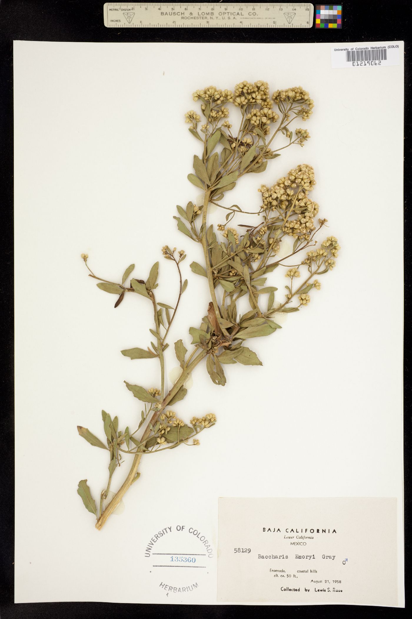 Baccharis salicina image