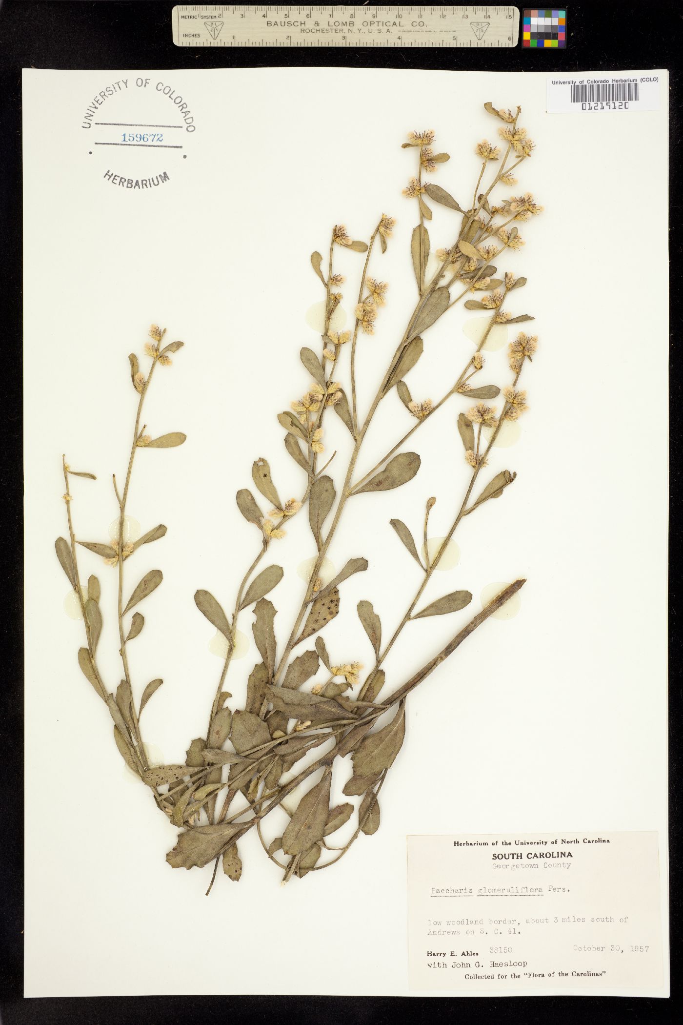 Baccharis glomeruliflora image