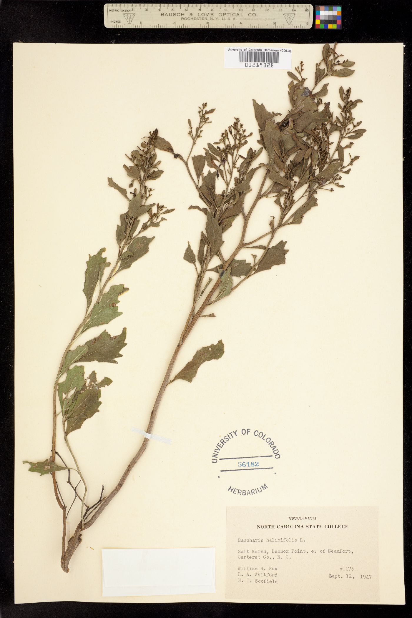 Baccharis halimifolia image