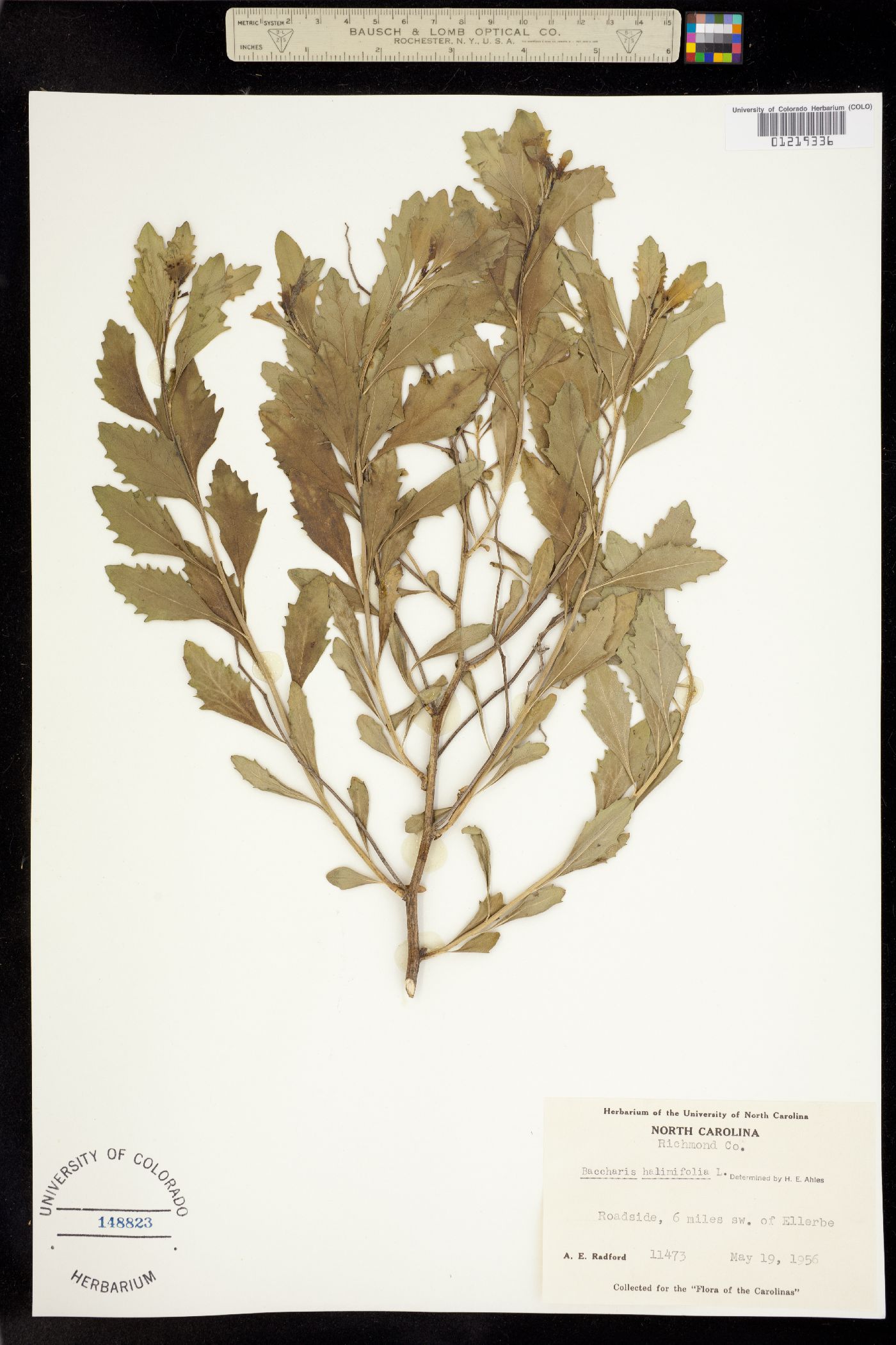 Baccharis halimifolia image