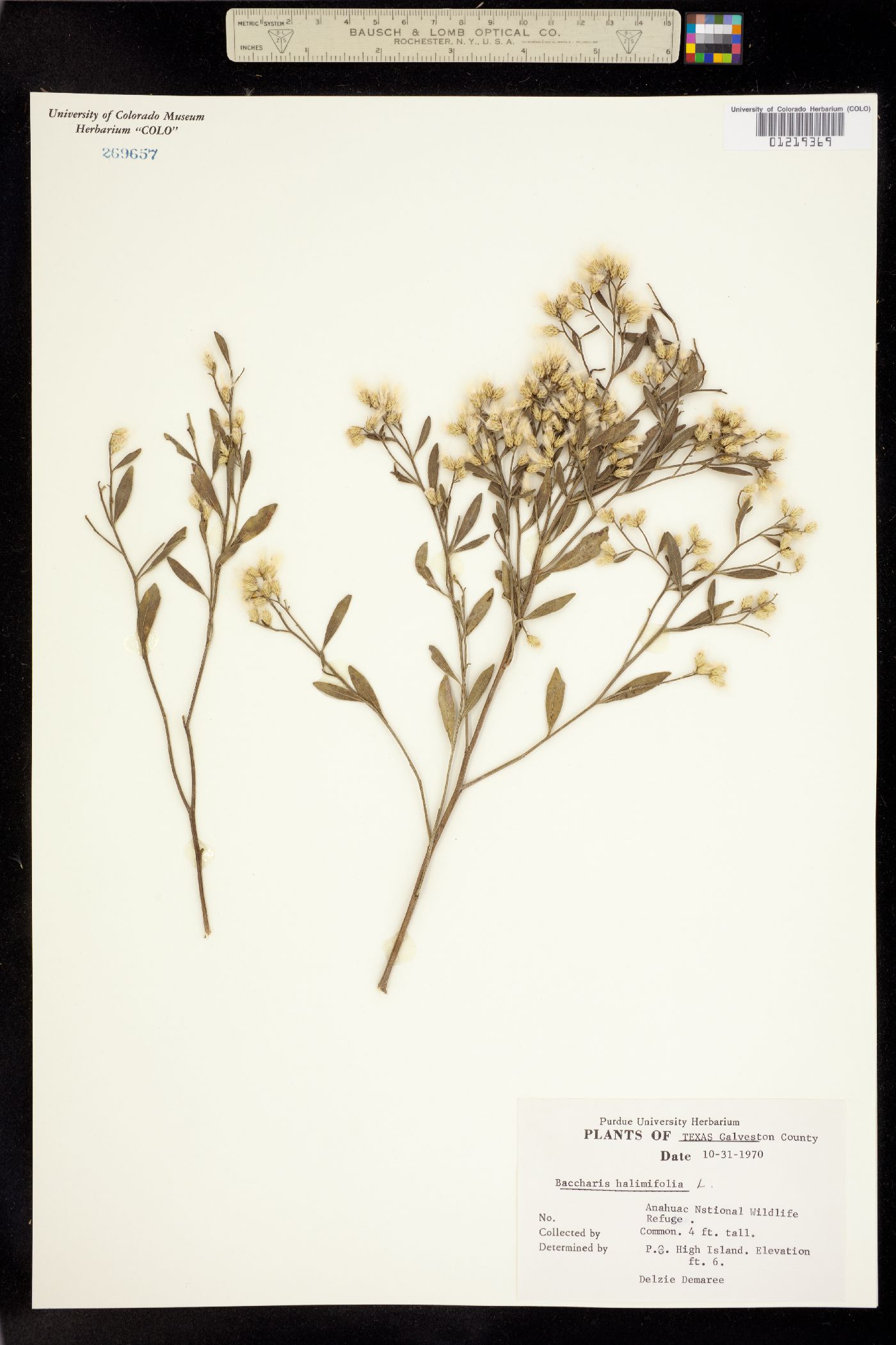 Baccharis halimifolia image