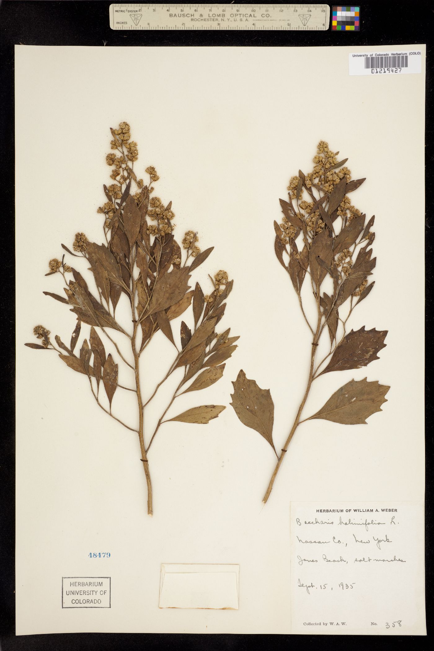Baccharis halimifolia image