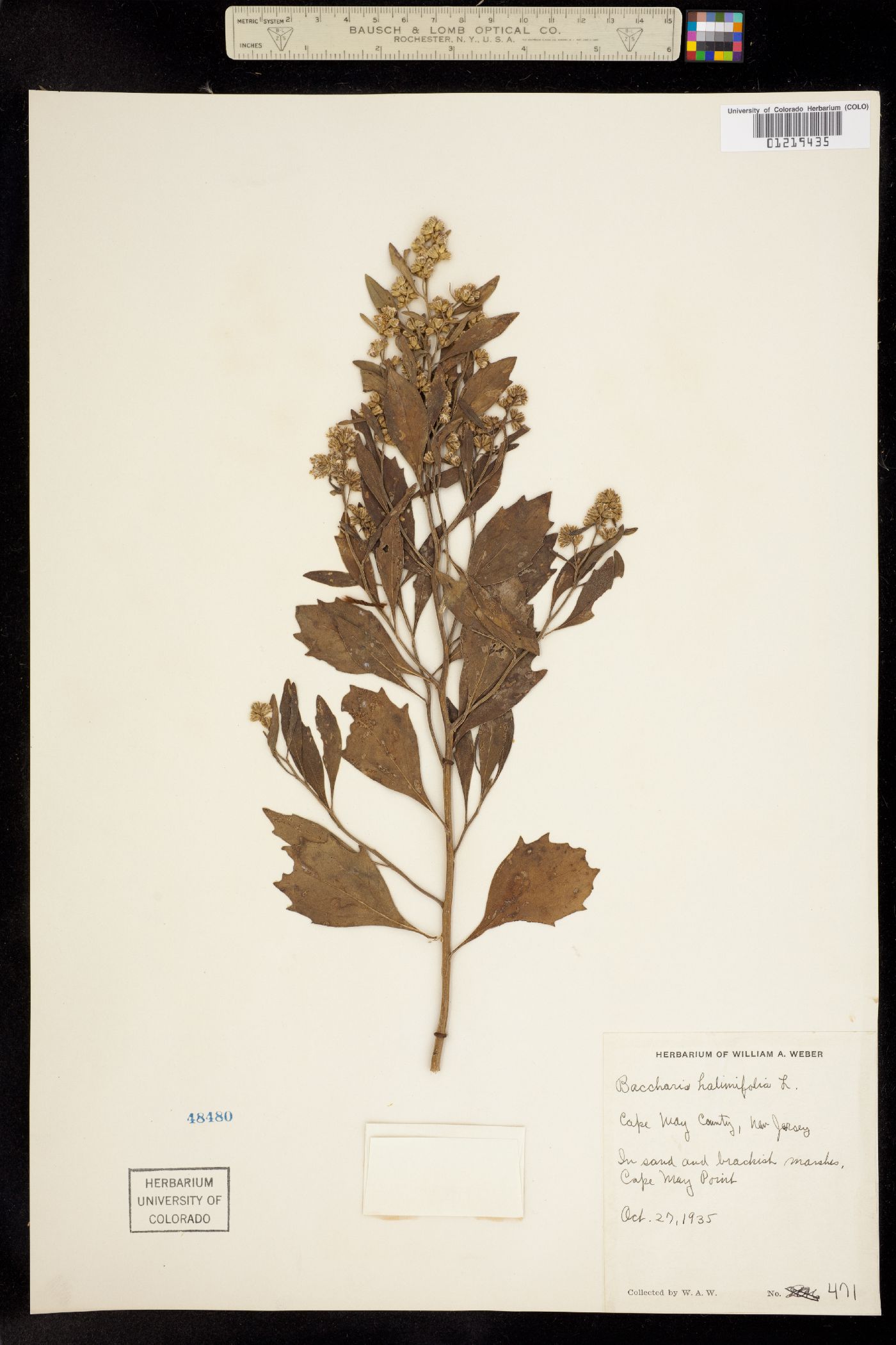 Baccharis halimifolia image