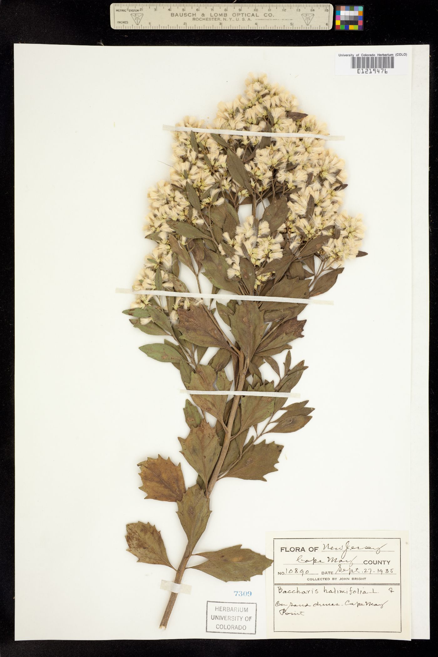 Baccharis halimifolia image
