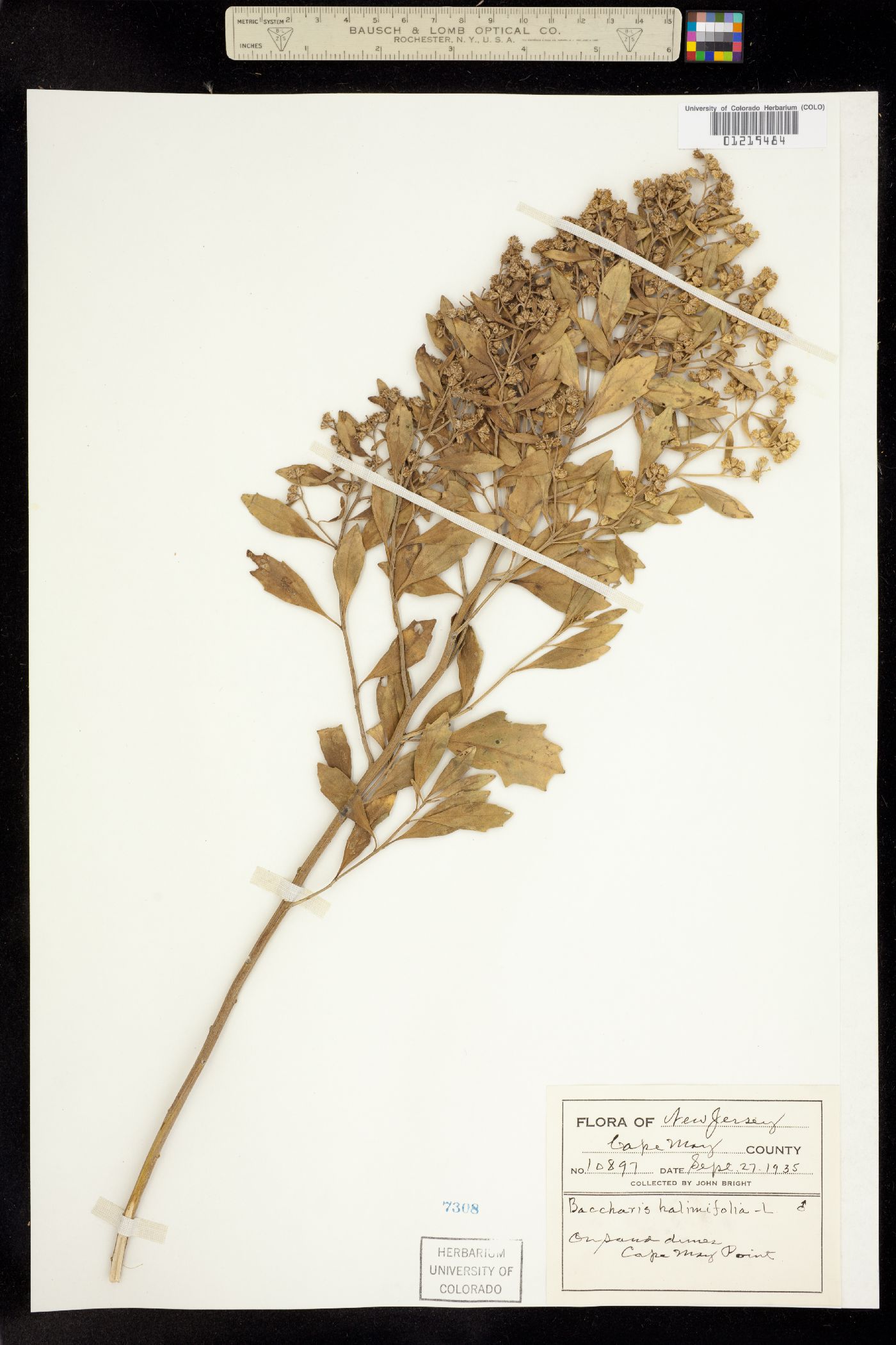 Baccharis halimifolia image