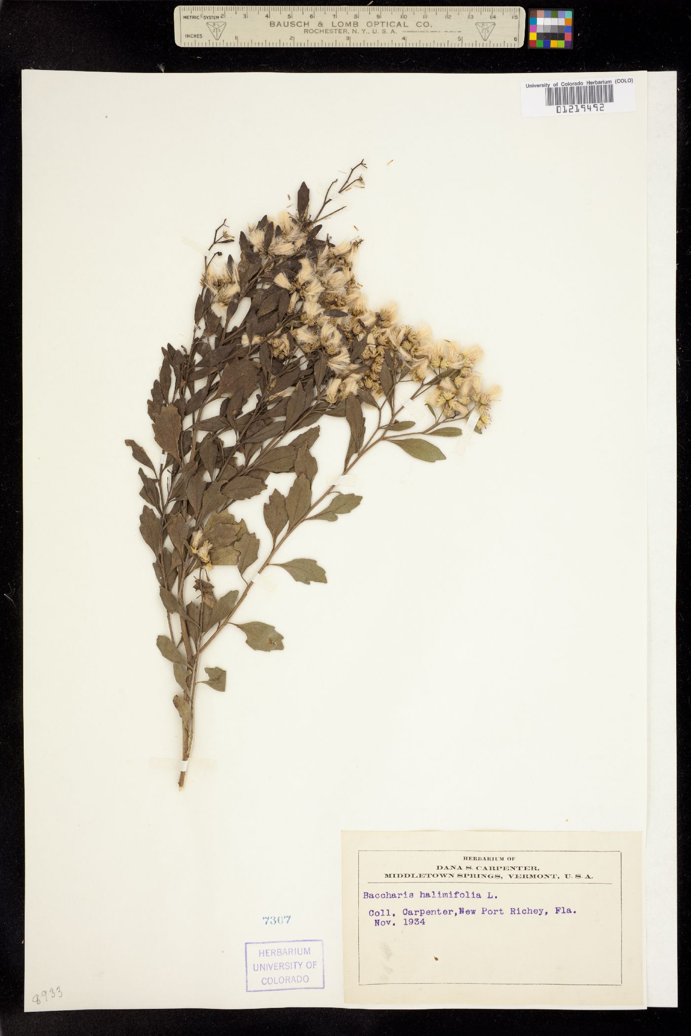 Baccharis halimifolia image