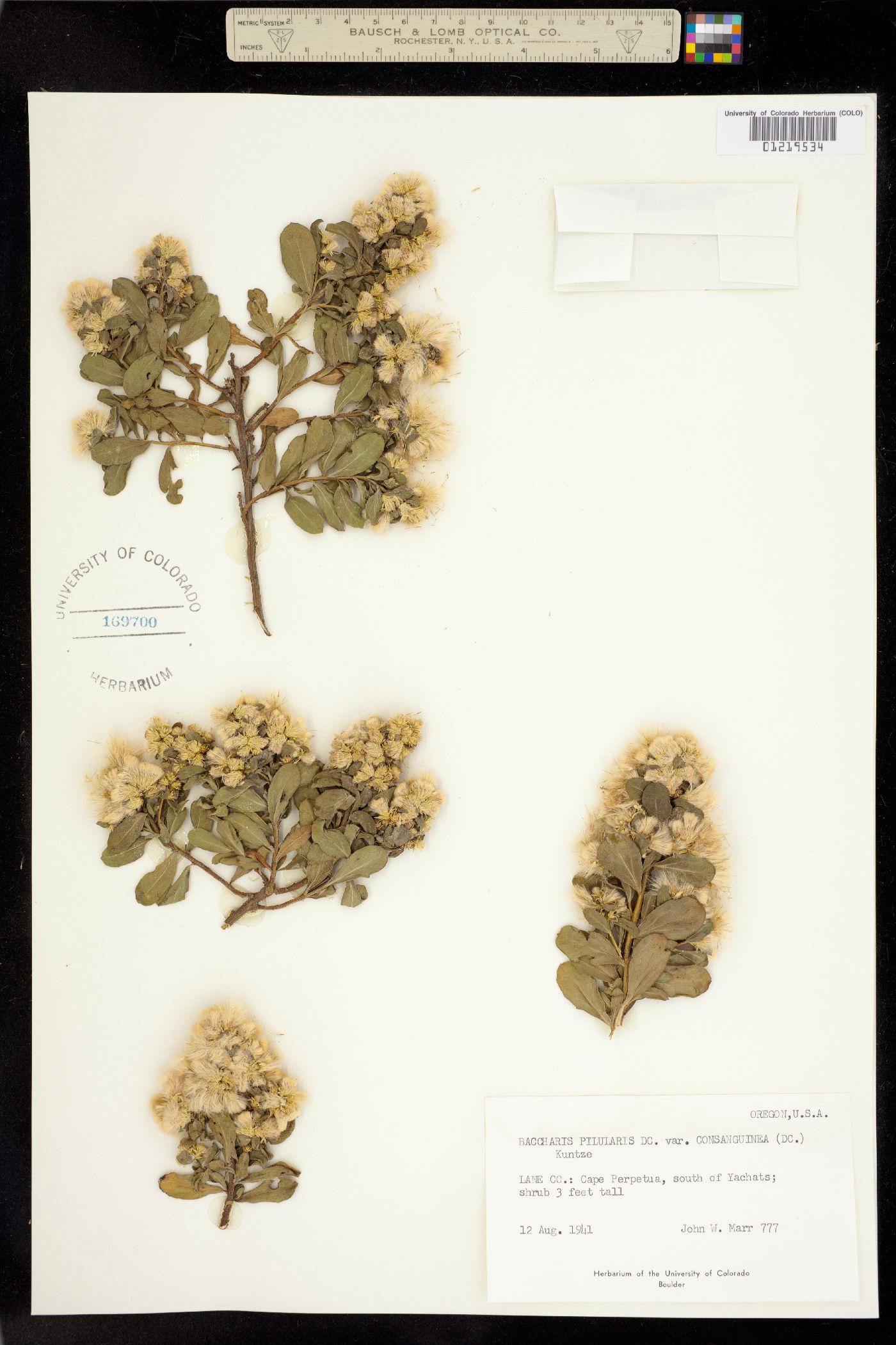 Baccharis pilularis image